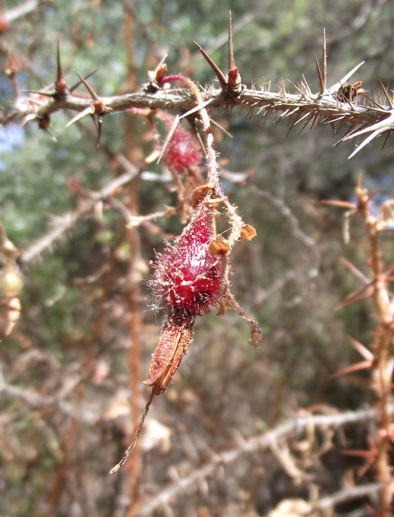 Fuchsiaflower Gooseberry — photo 9