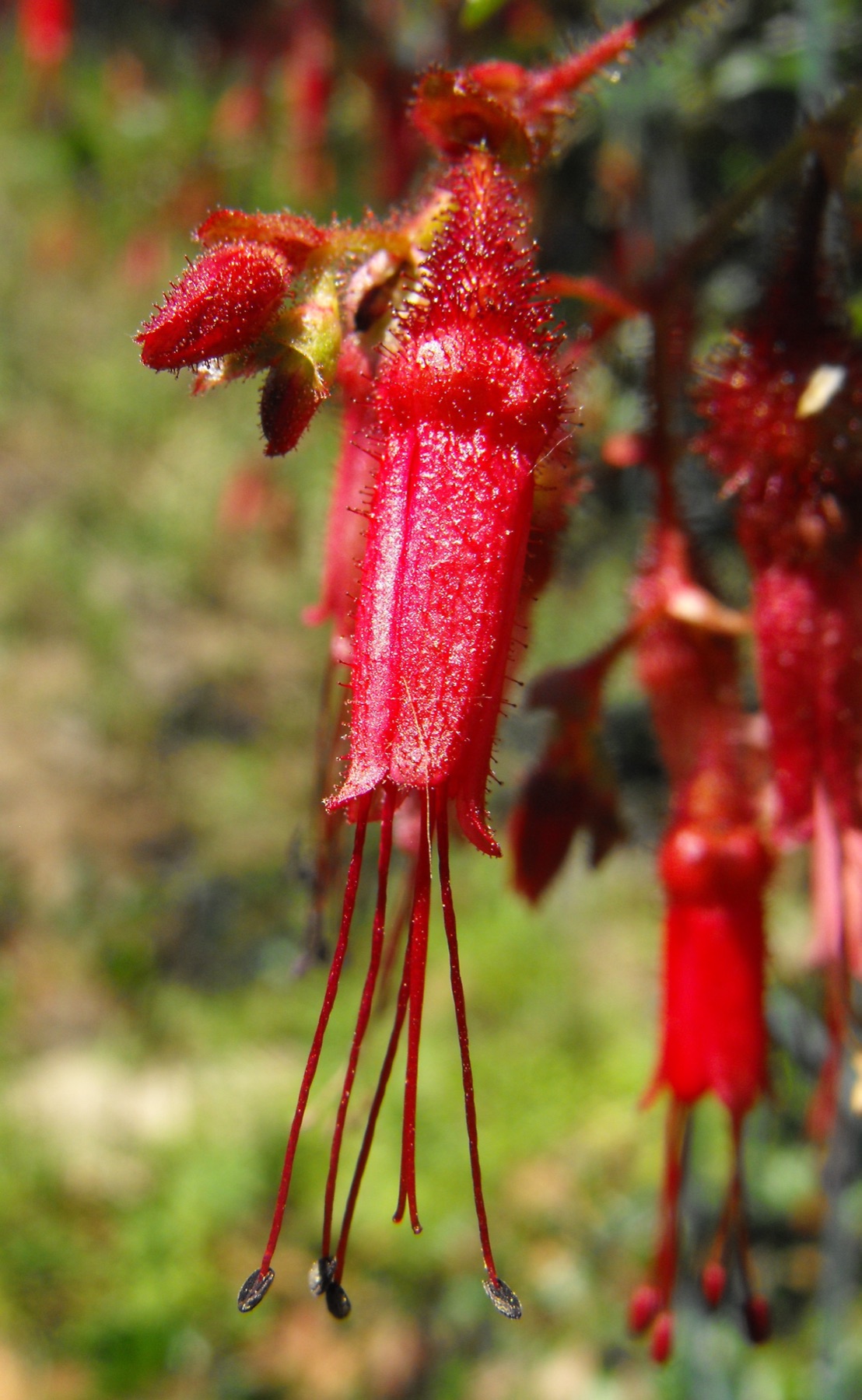 Fuchsiaflower Gooseberry — photo 10