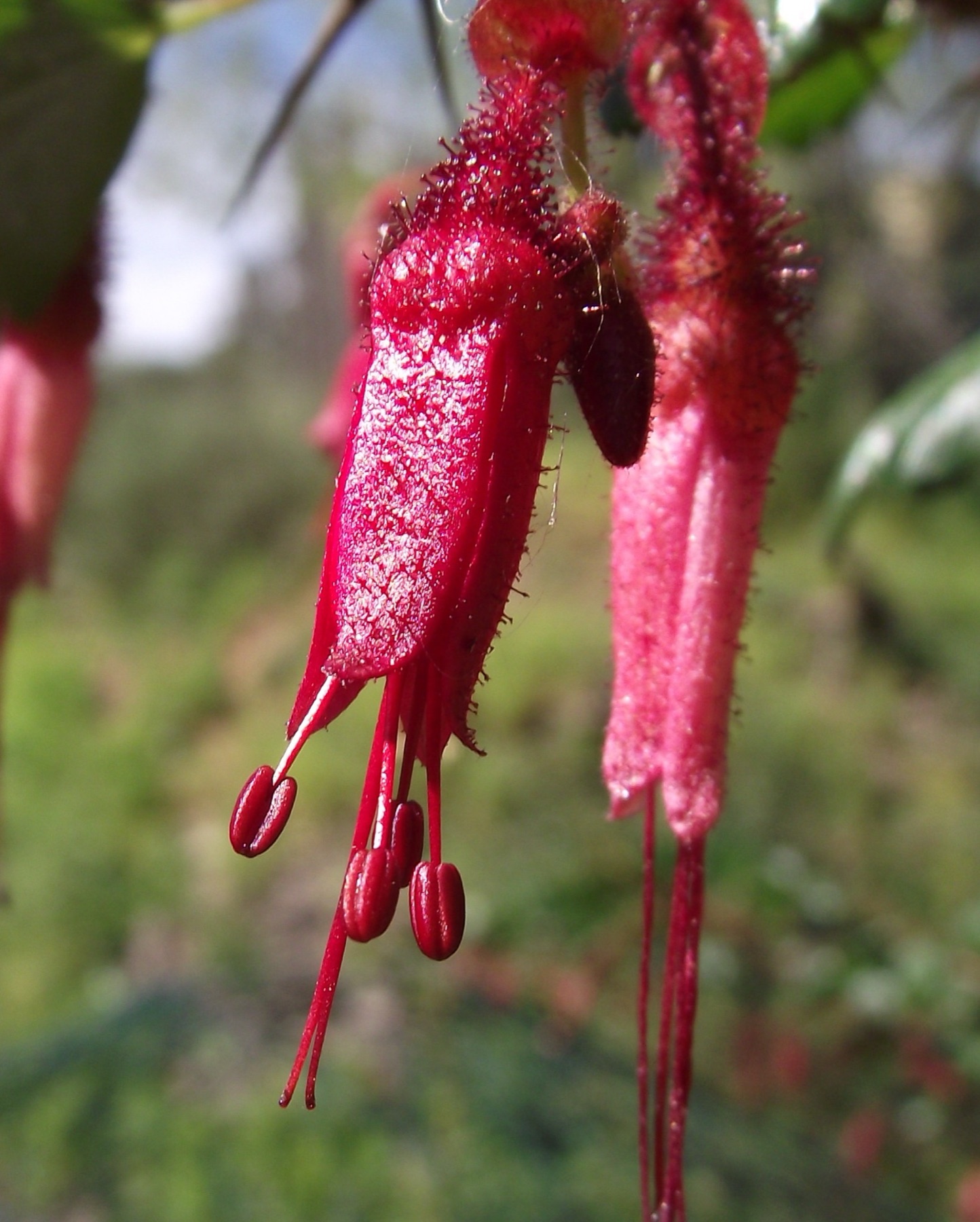 Fuchsiaflower Gooseberry — photo 11