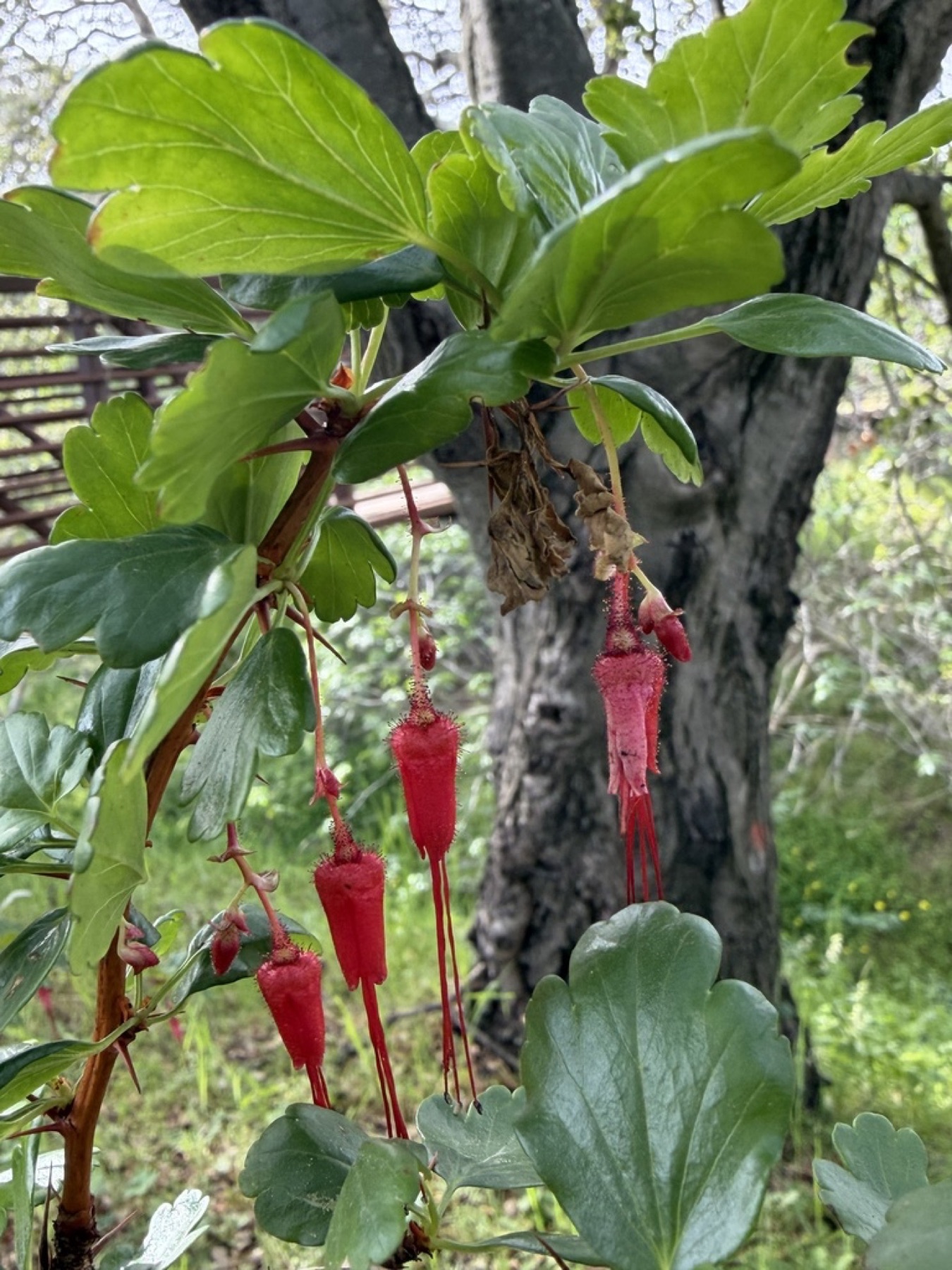 Fuchsiaflower Gooseberry — photo 12