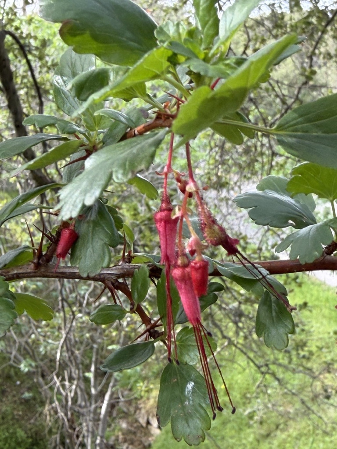 Fuchsiaflower Gooseberry — photo 13