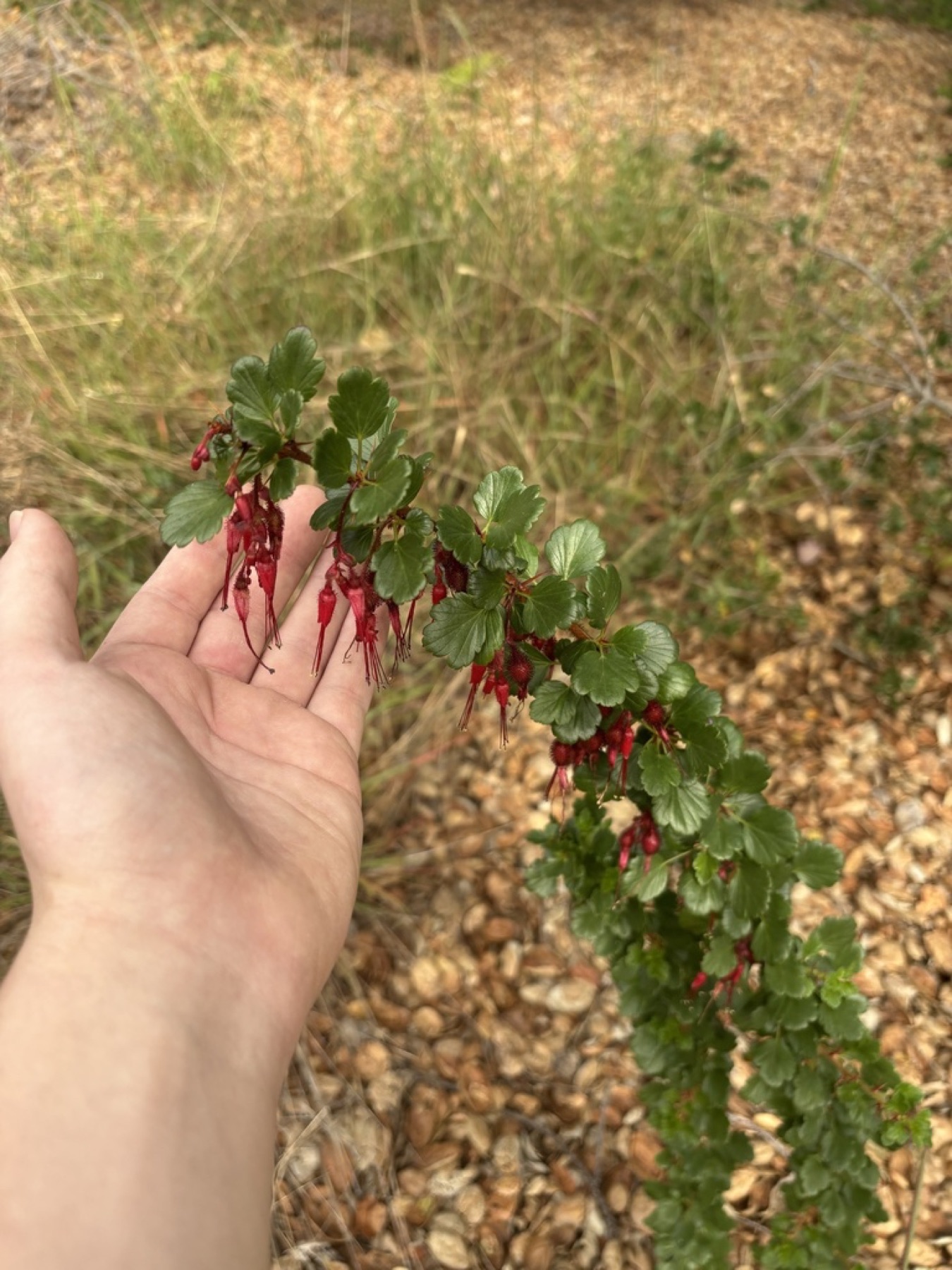 Fuchsiaflower Gooseberry — photo 14