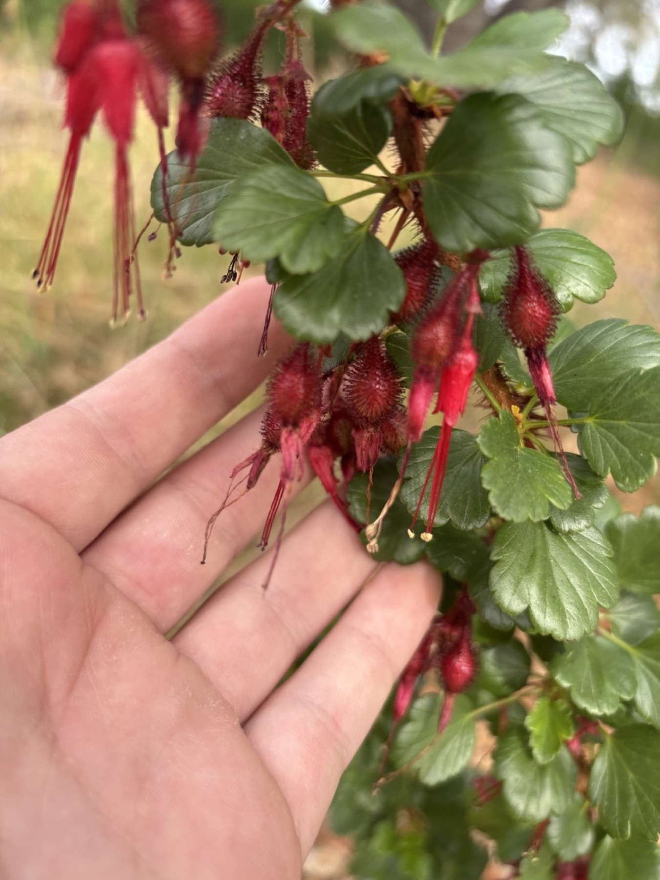 Fuchsiaflower Gooseberry — photo 15