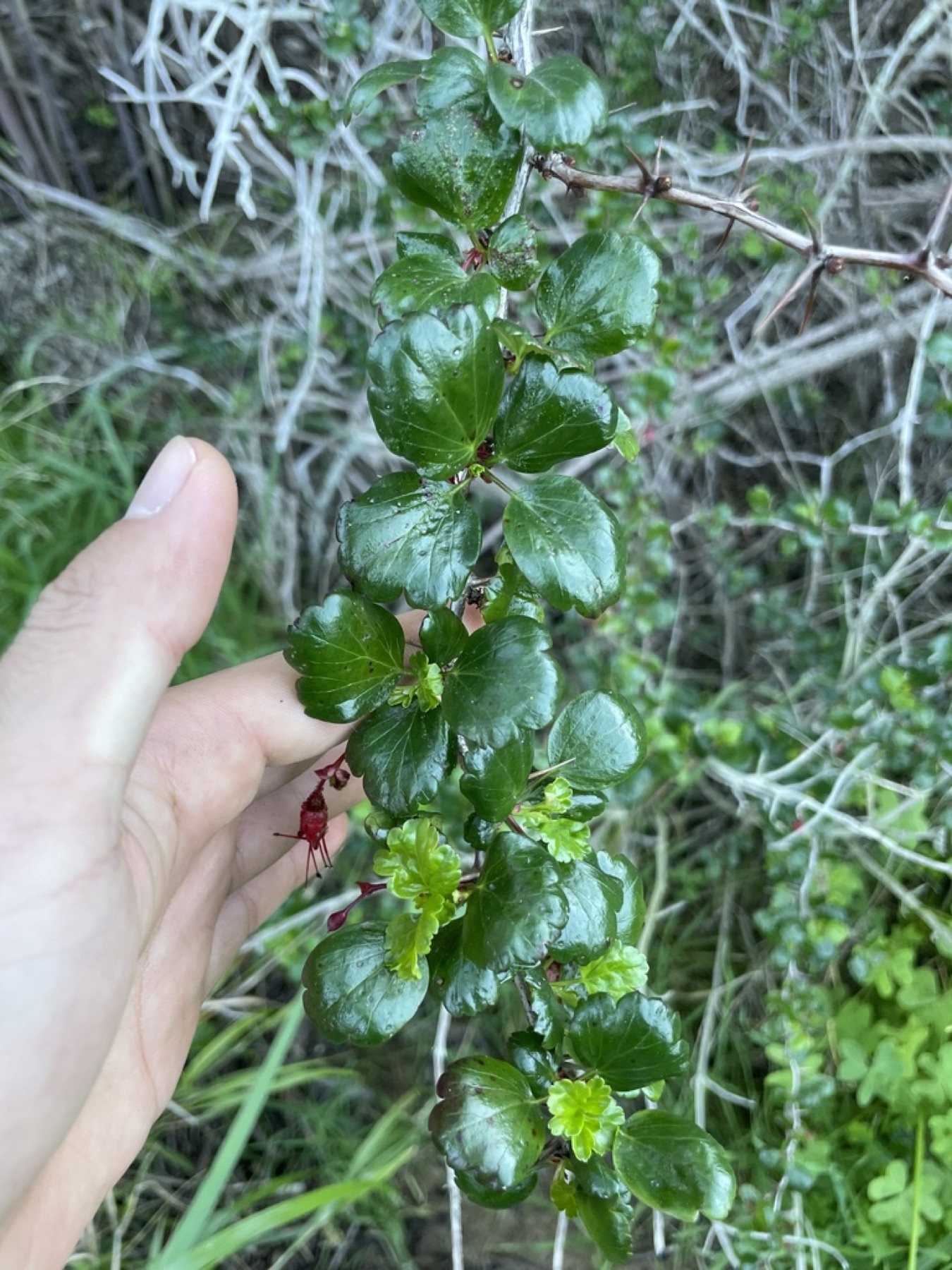 Fuchsiaflower Gooseberry — photo 16
