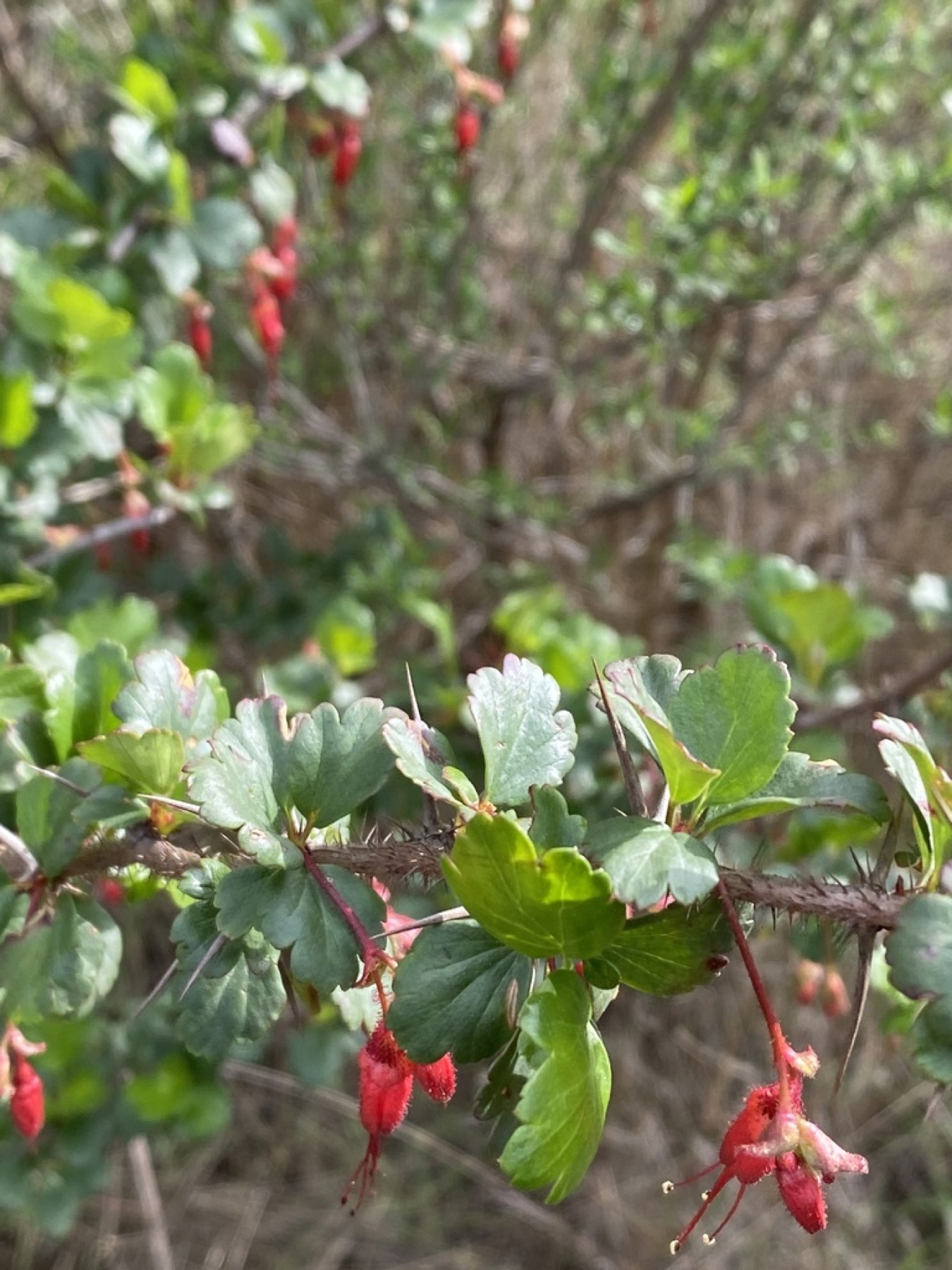 Fuchsiaflower Gooseberry — photo 17