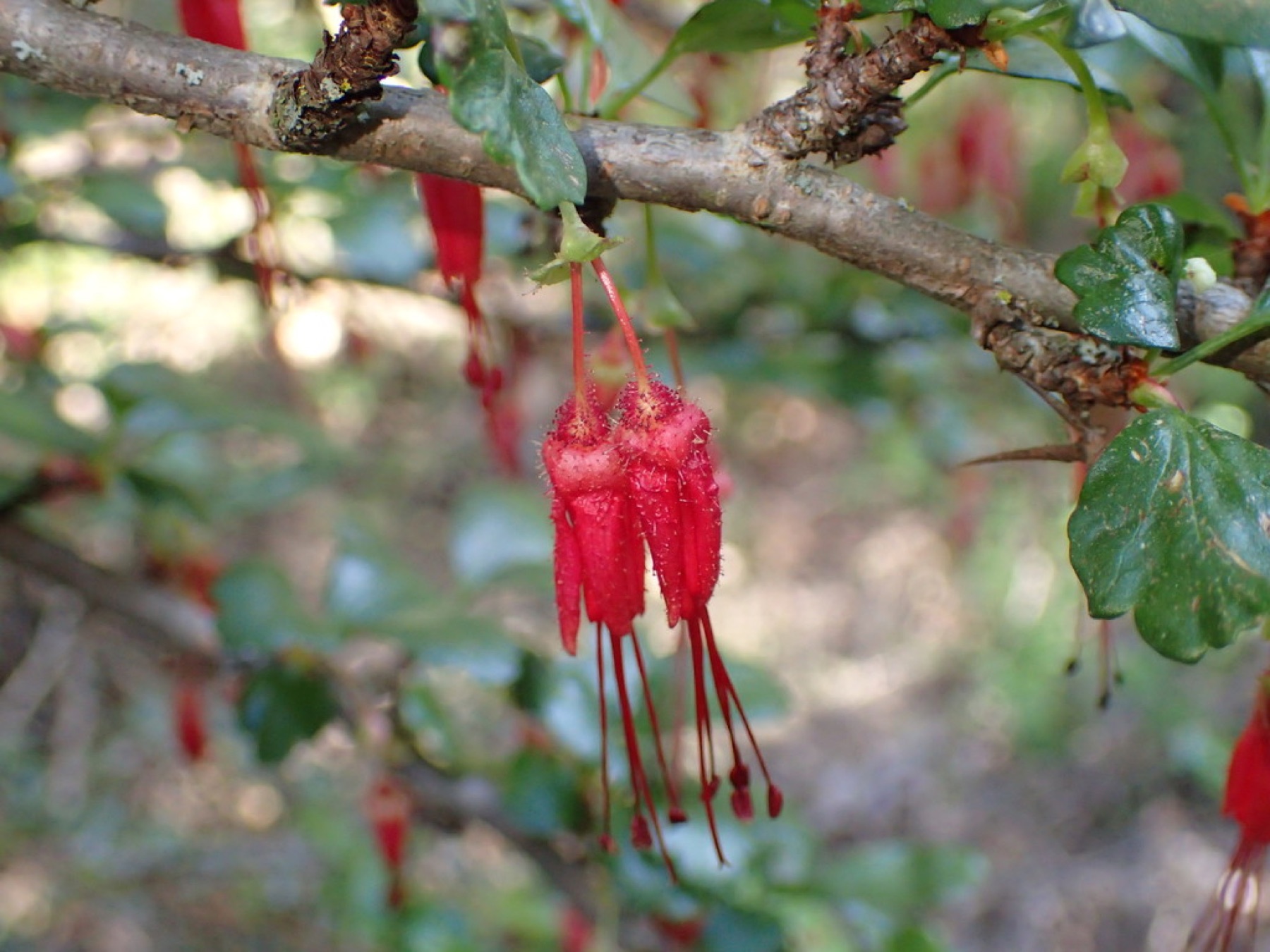 Fuchsiaflower Gooseberry — photo 18