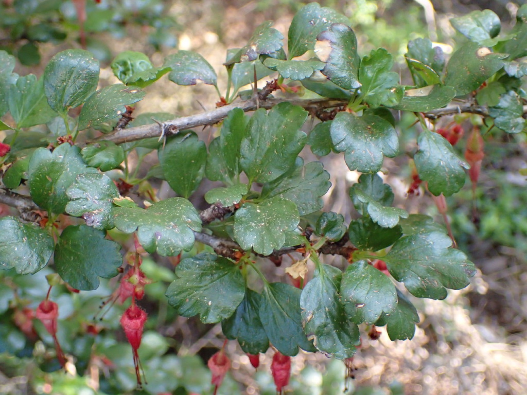 Fuchsiaflower Gooseberry — photo 19