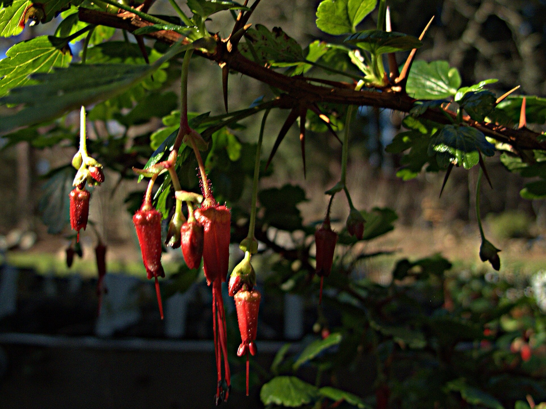 Fuchsiaflower Gooseberry — photo 20