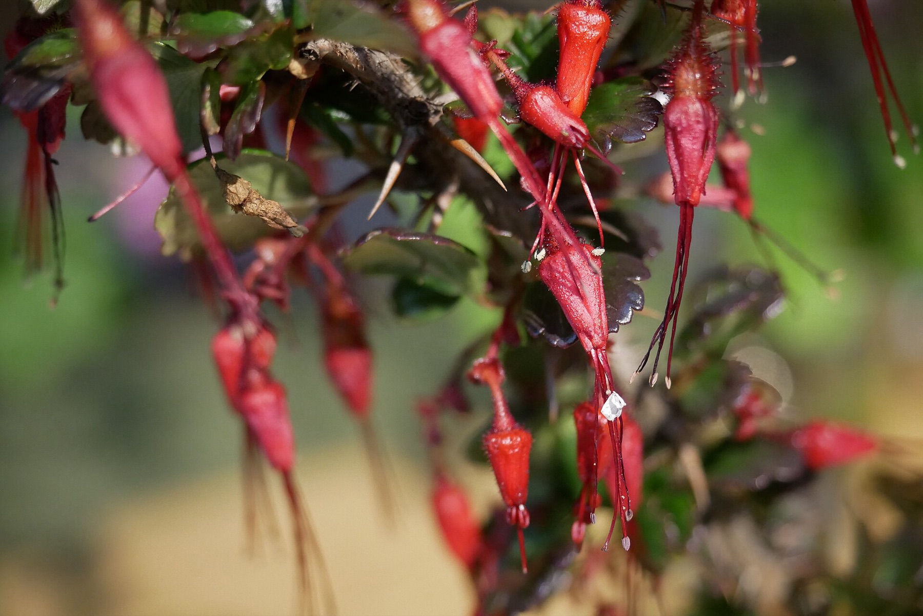 Fuchsiaflower Gooseberry — photo 21