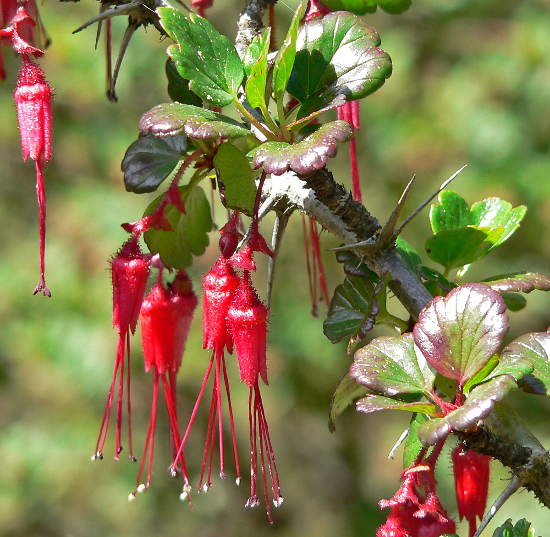 Fuchsiaflower Gooseberry — photo 22