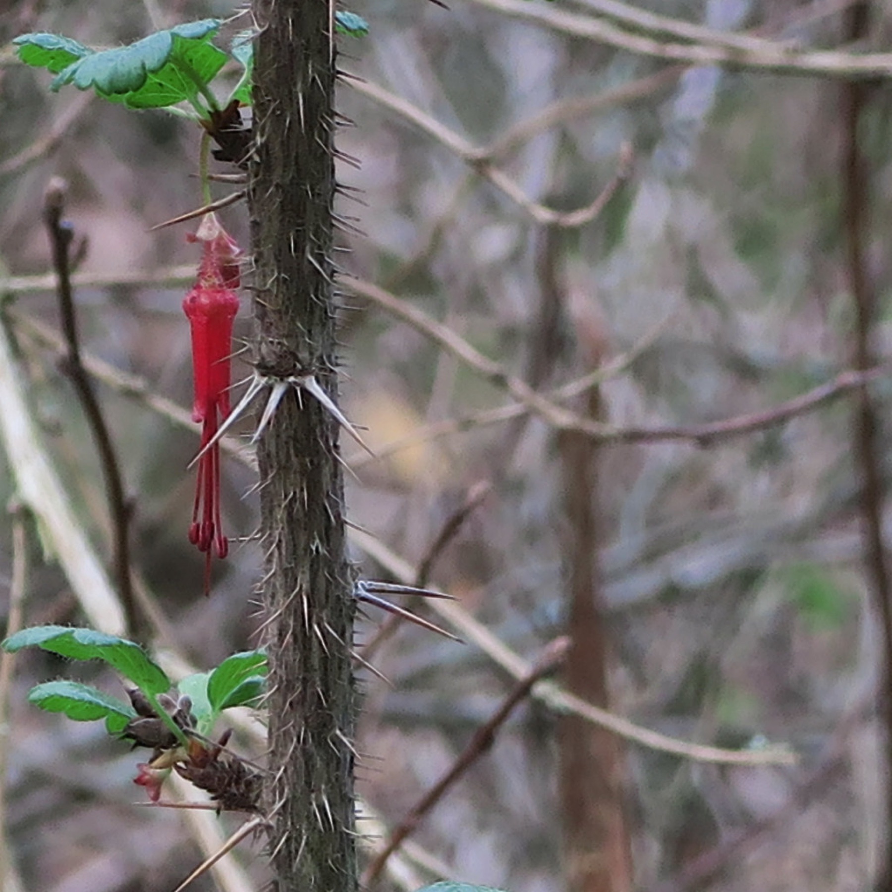 Fuchsiaflower Gooseberry — photo 23