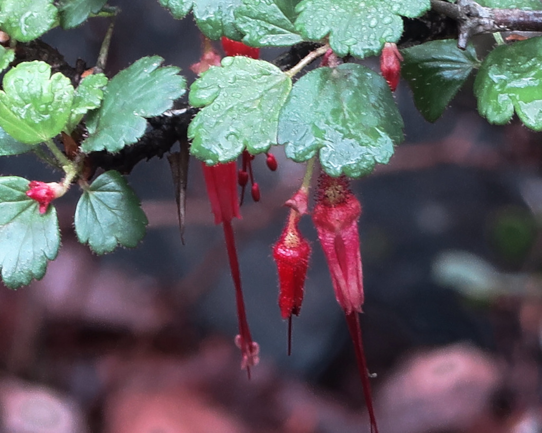 Fuchsiaflower Gooseberry — photo 24