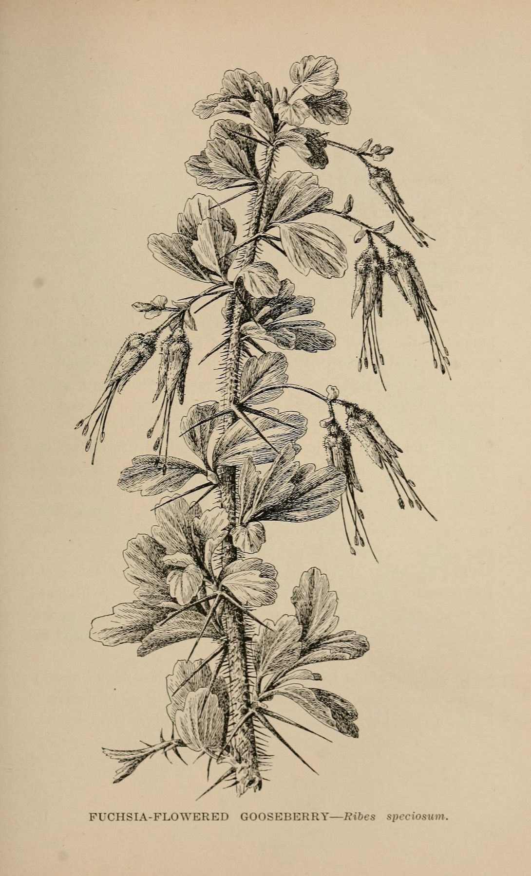 Fuchsiaflower Gooseberry