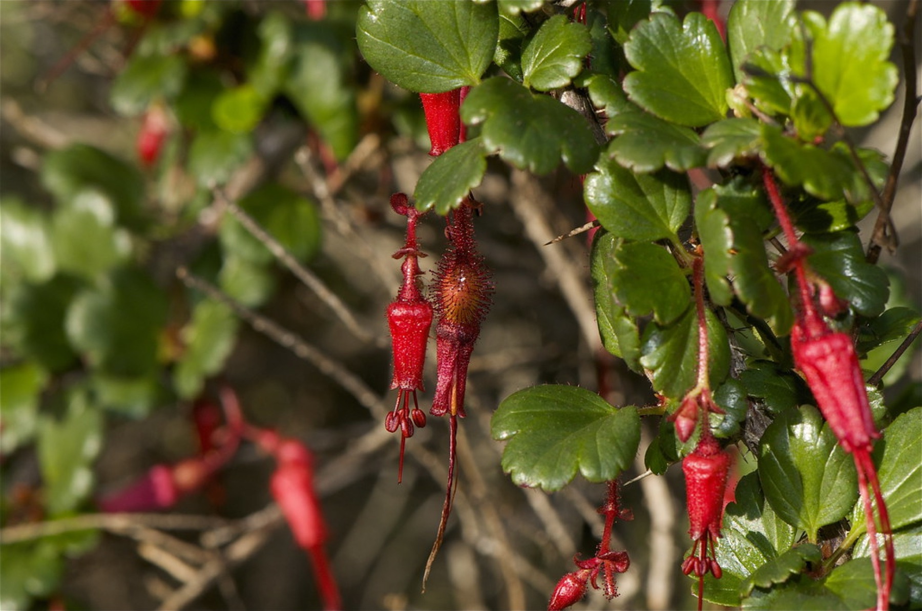 Fuchsiaflower Gooseberry — photo 3