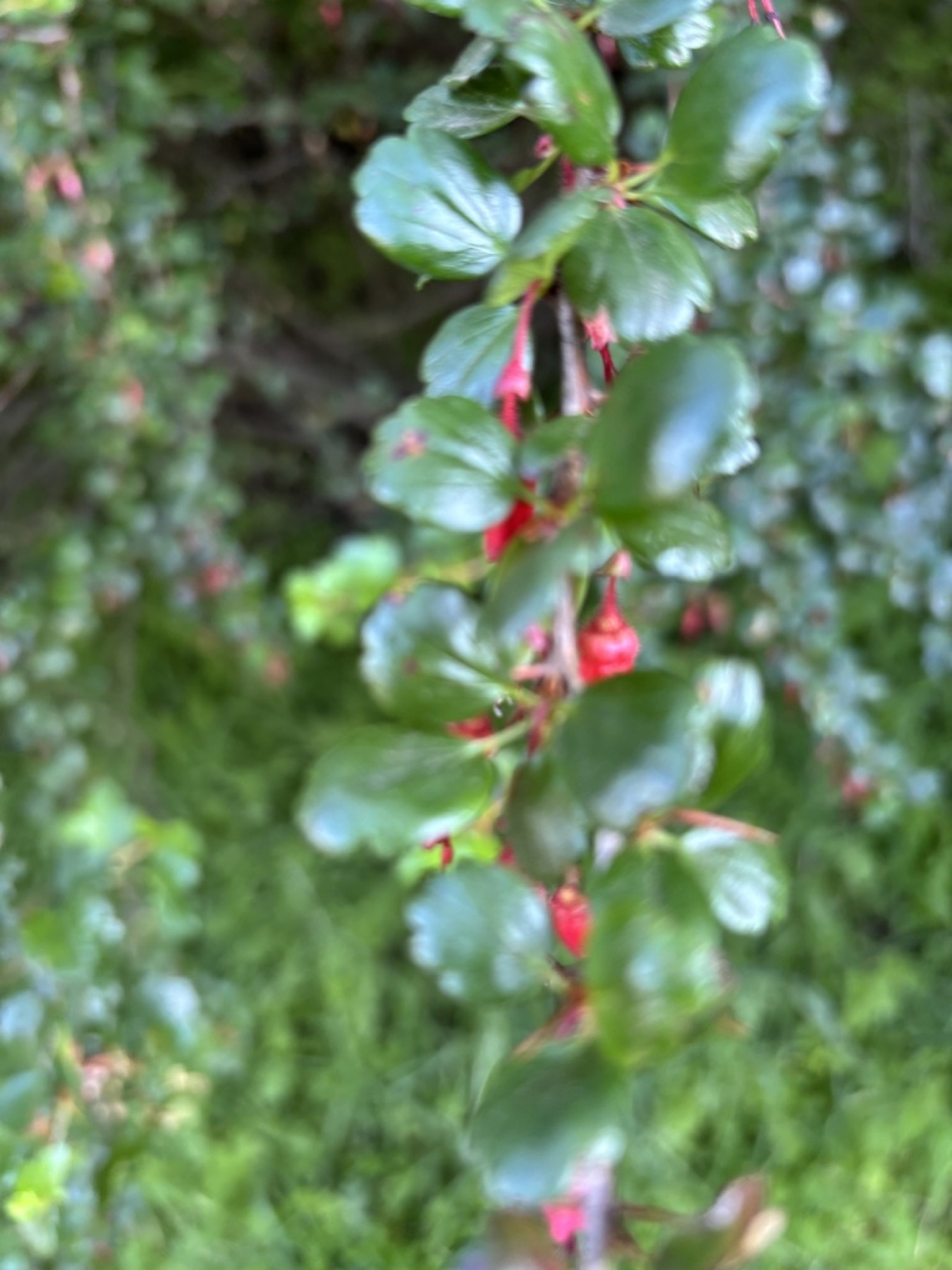 Fuchsiaflower Gooseberry — photo 4