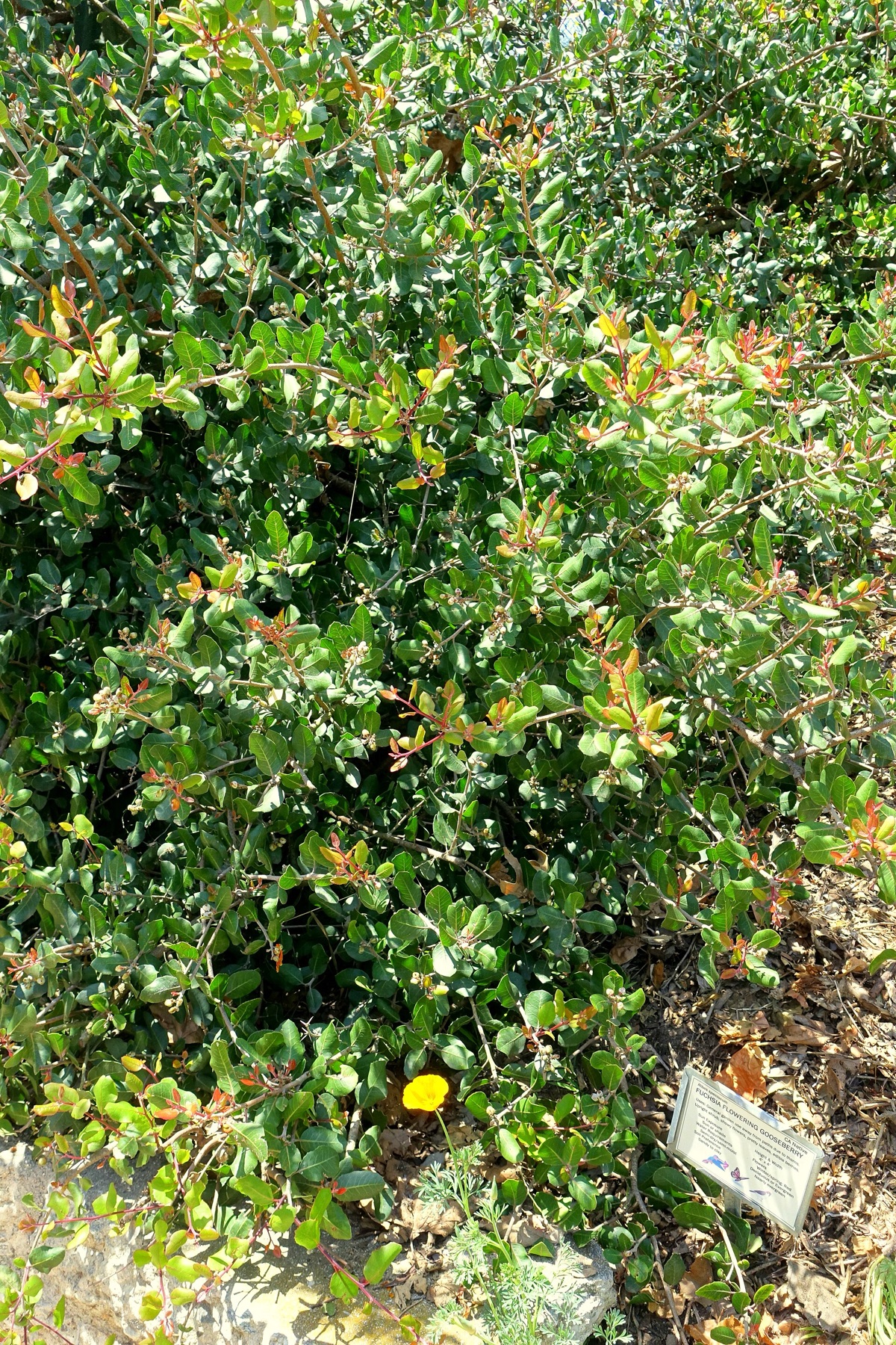 Fuchsiaflower Gooseberry — photo 5