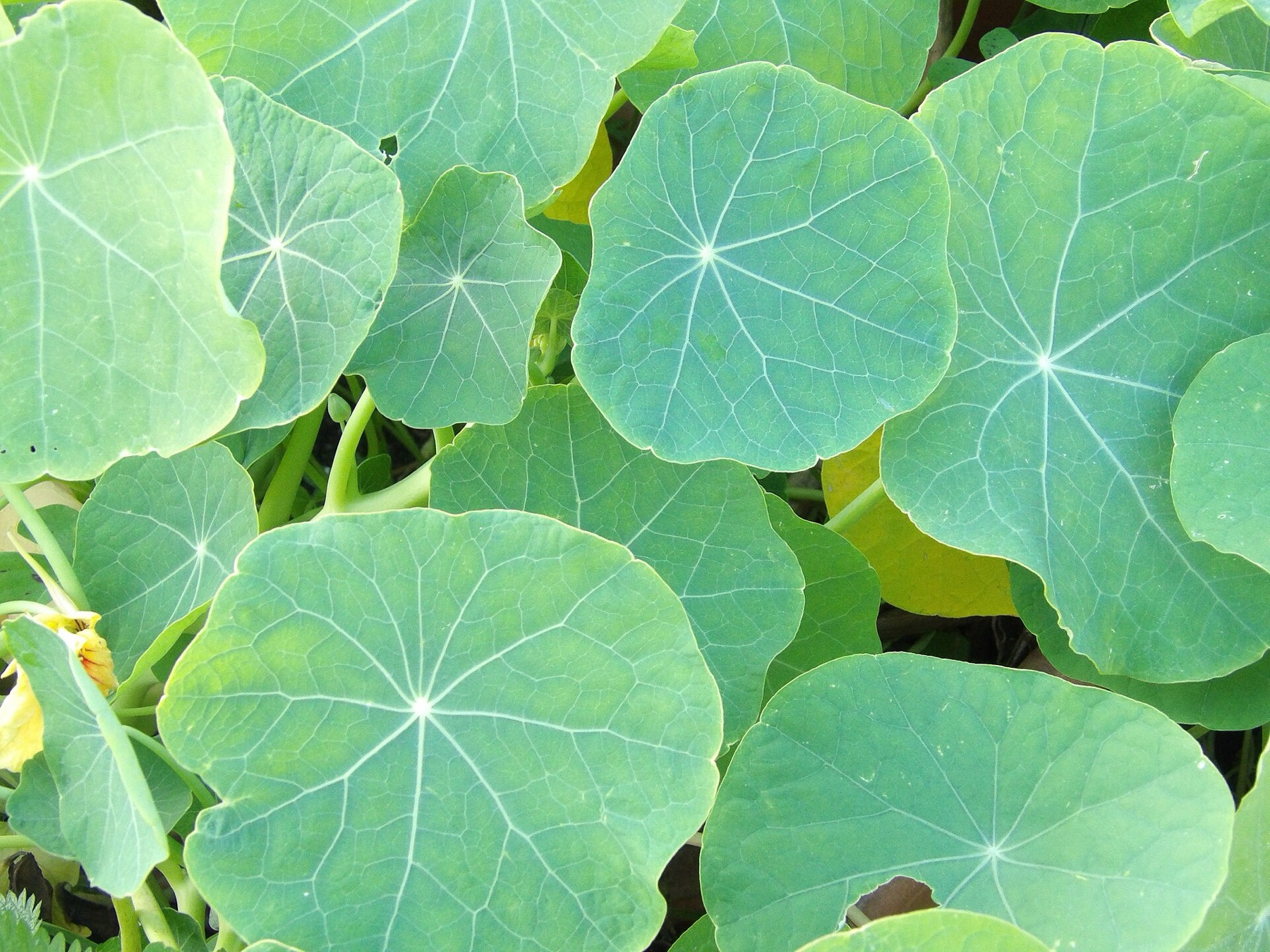 Garden Nasturtium — photo 6
