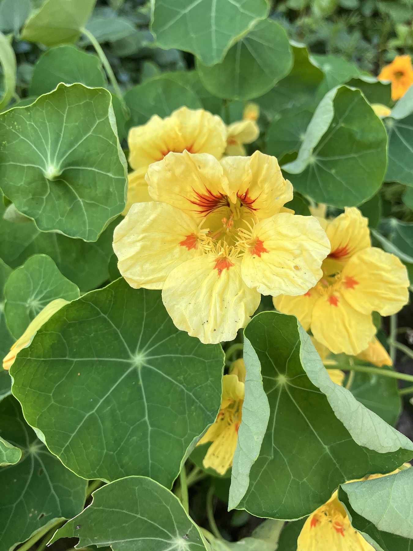 Garden Nasturtium — photo 7