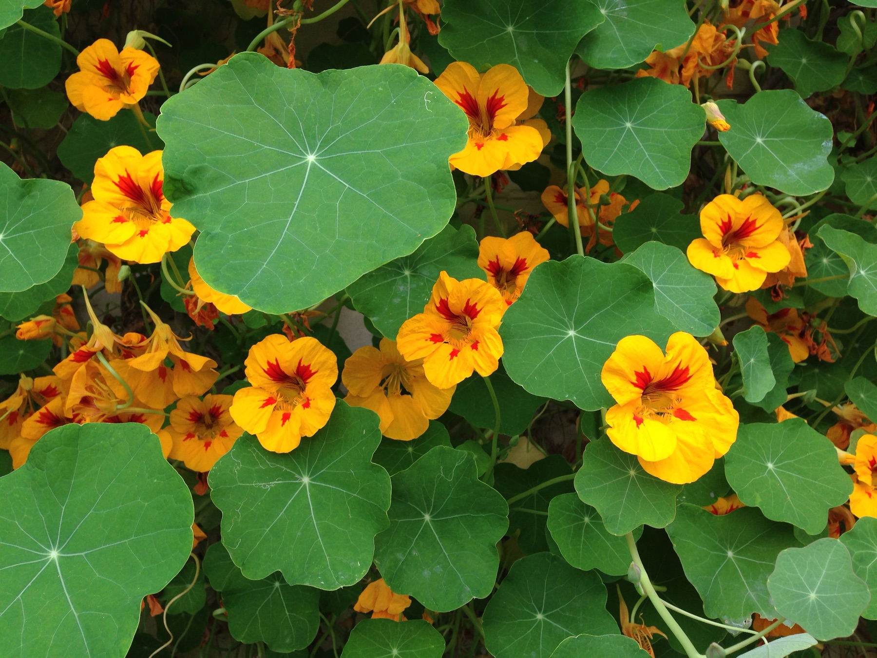 Garden Nasturtium — photo 8