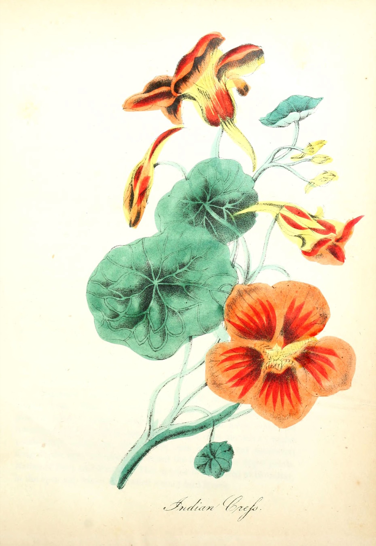 Garden Nasturtium — photo 9