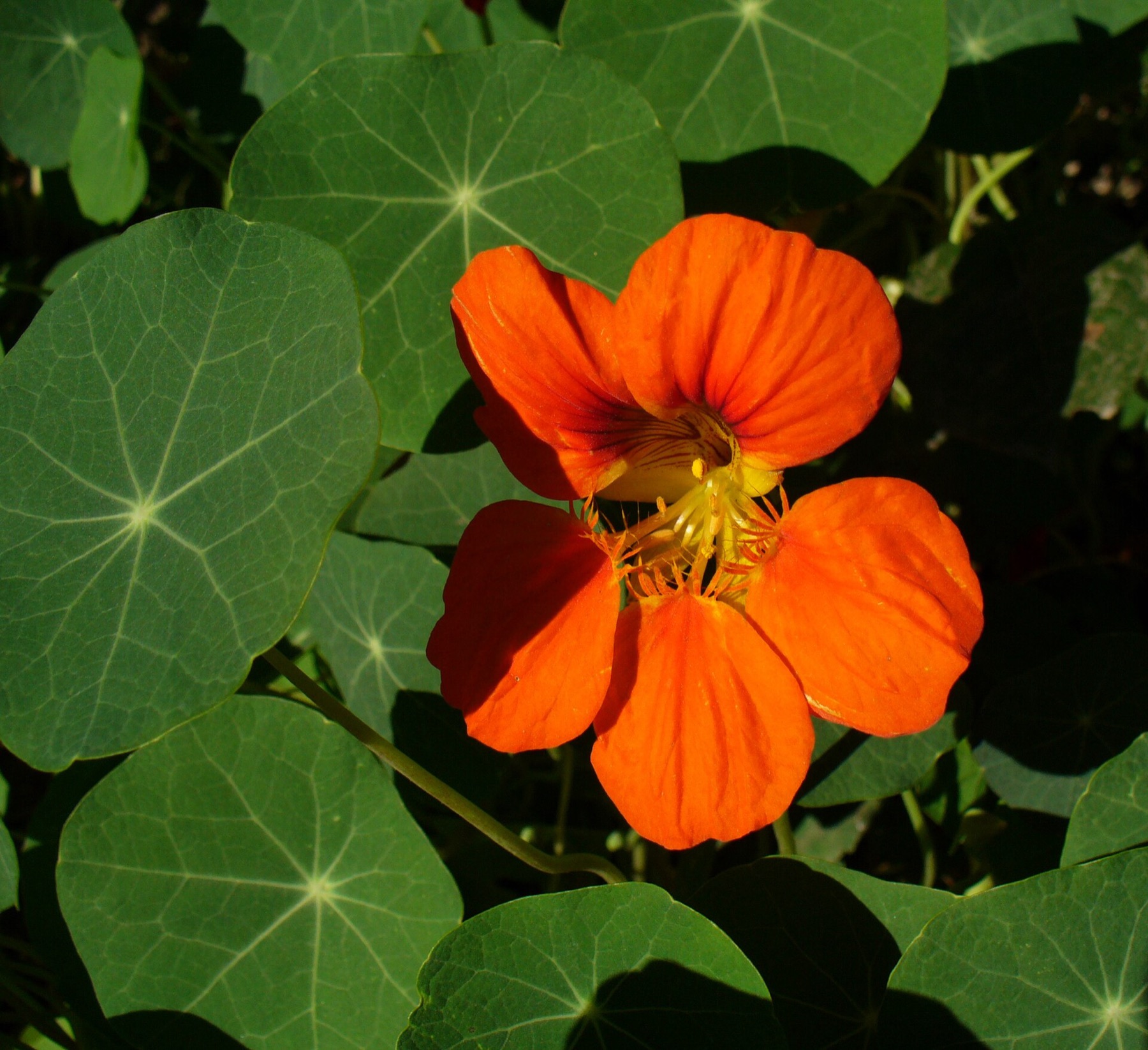 Garden Nasturtium — photo 10