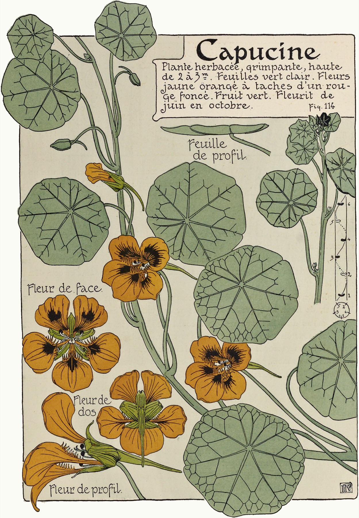 Garden Nasturtium — photo 11