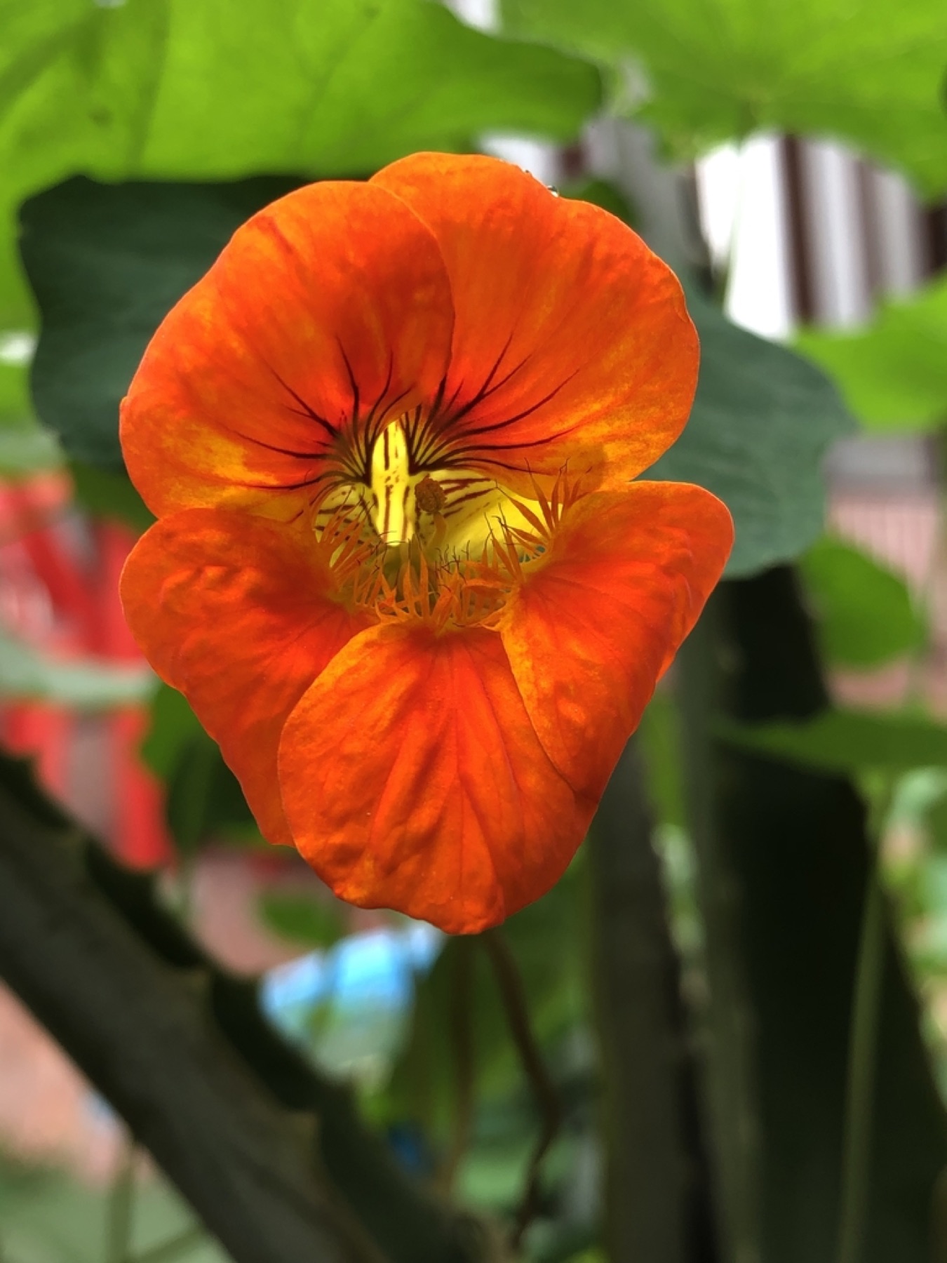 Garden Nasturtium — photo 12