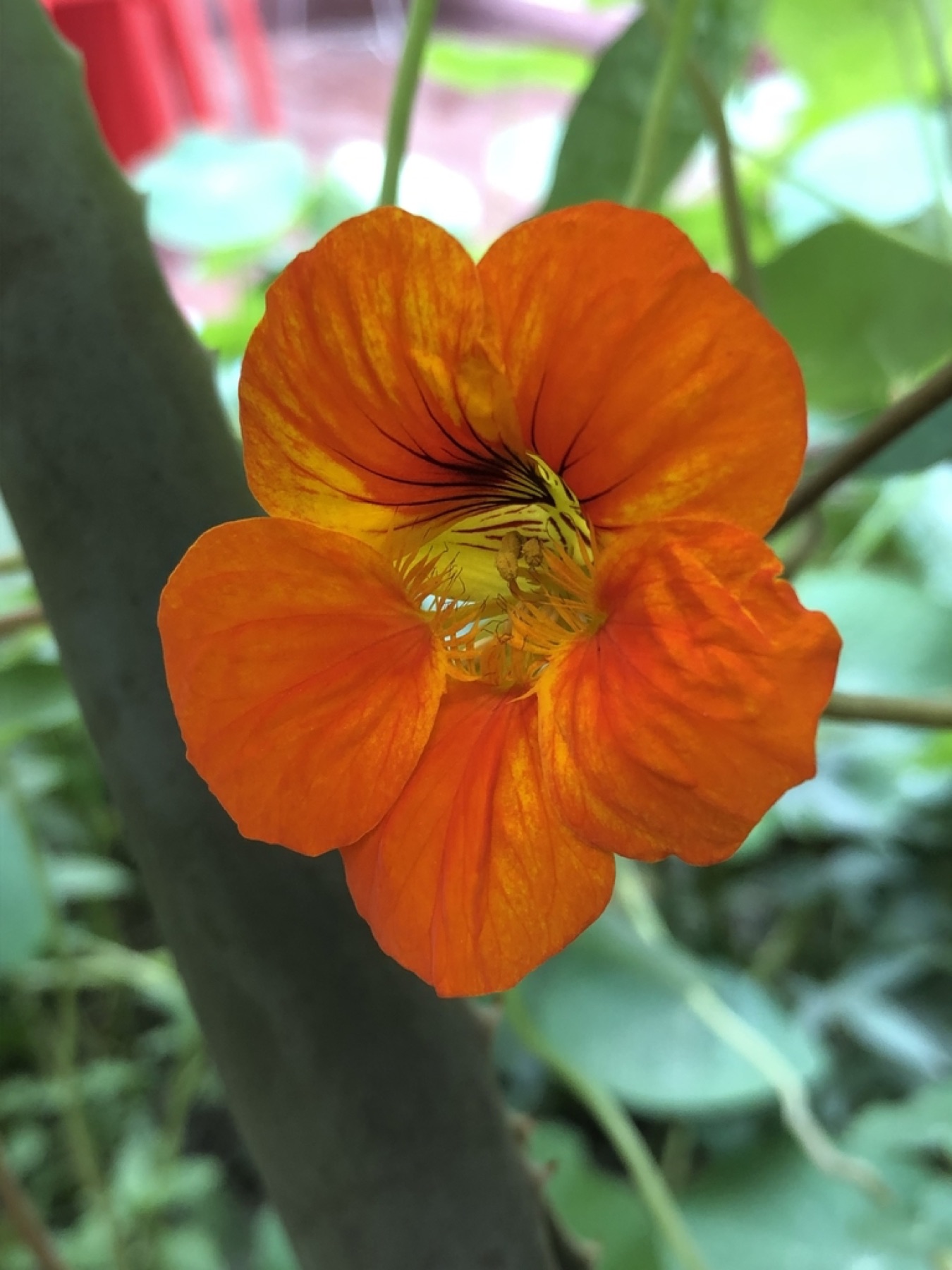 Garden Nasturtium — photo 13