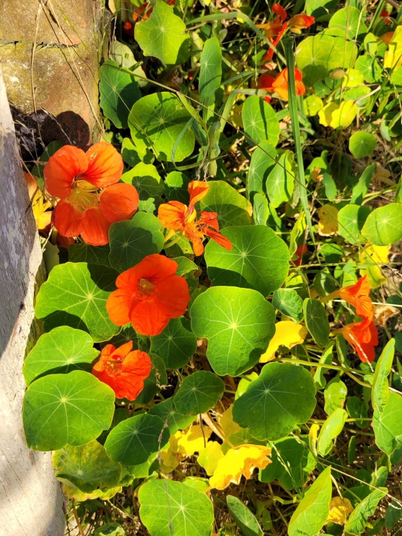 Garden Nasturtium — photo 14