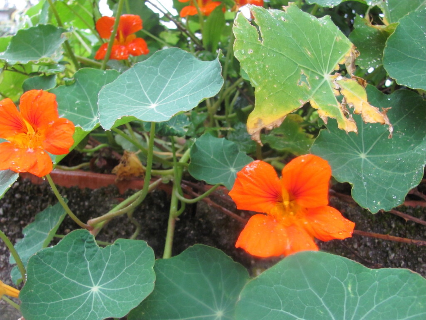 Garden Nasturtium — photo 15