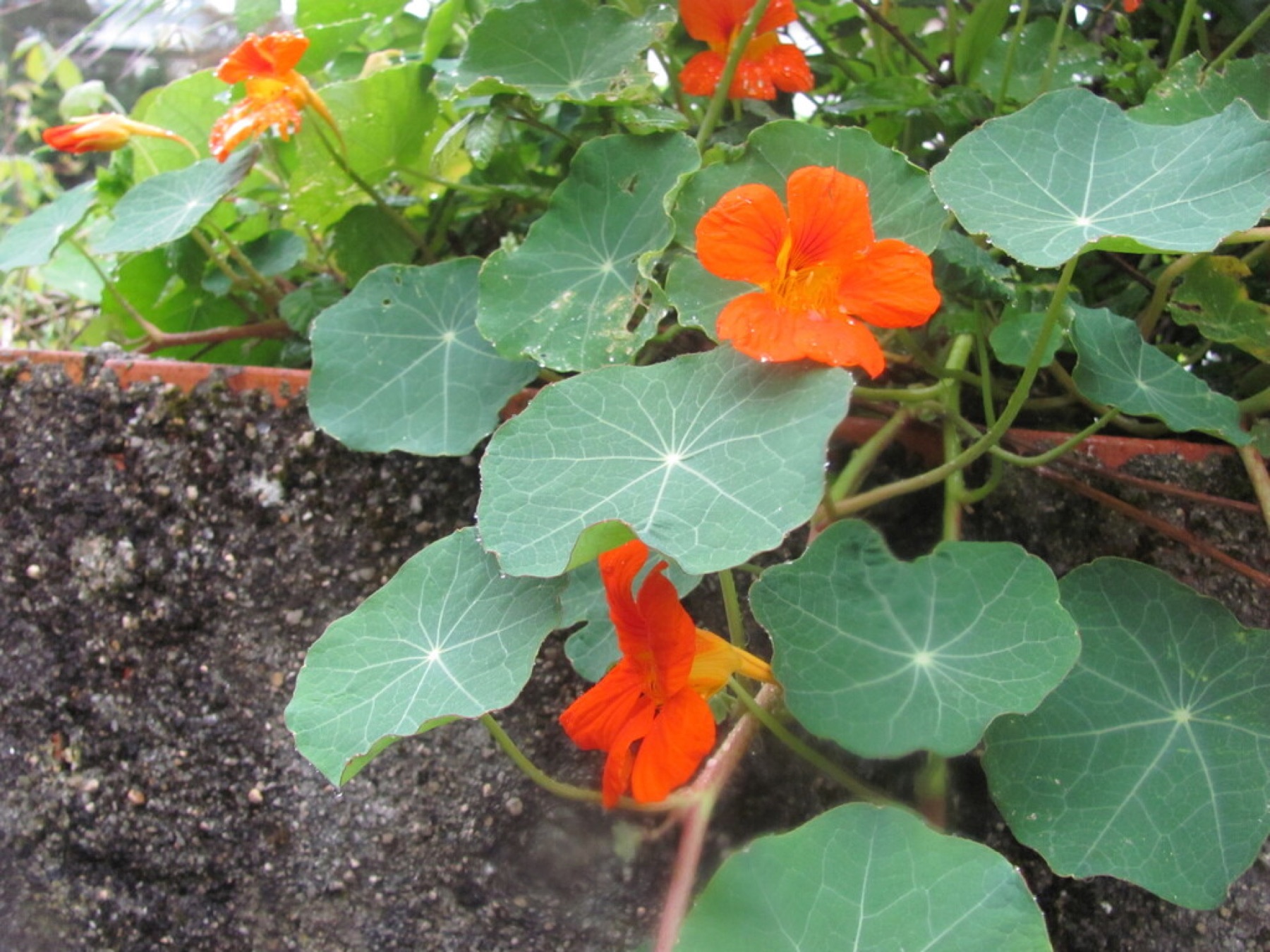 Garden Nasturtium — photo 16