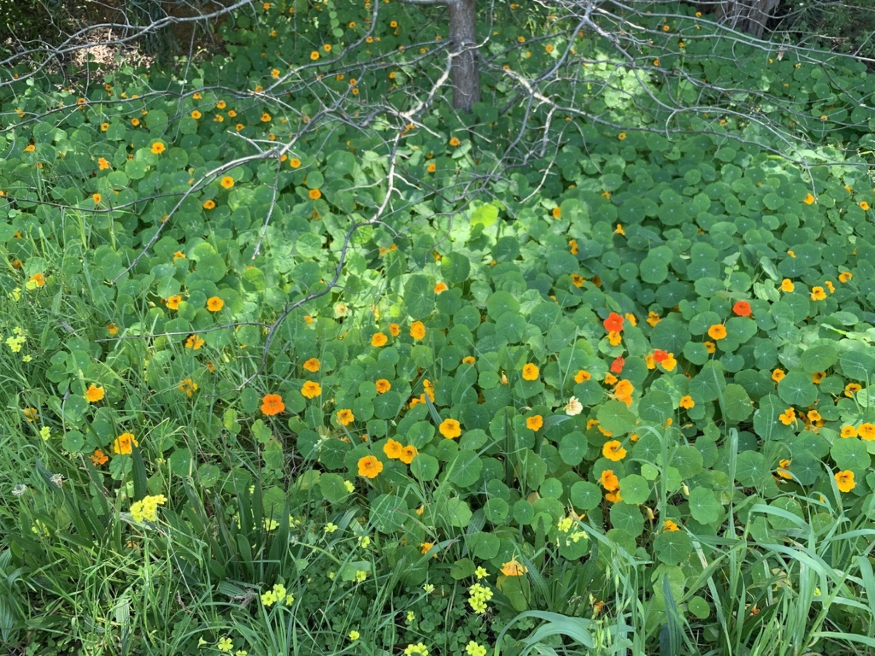 Garden Nasturtium — photo 17