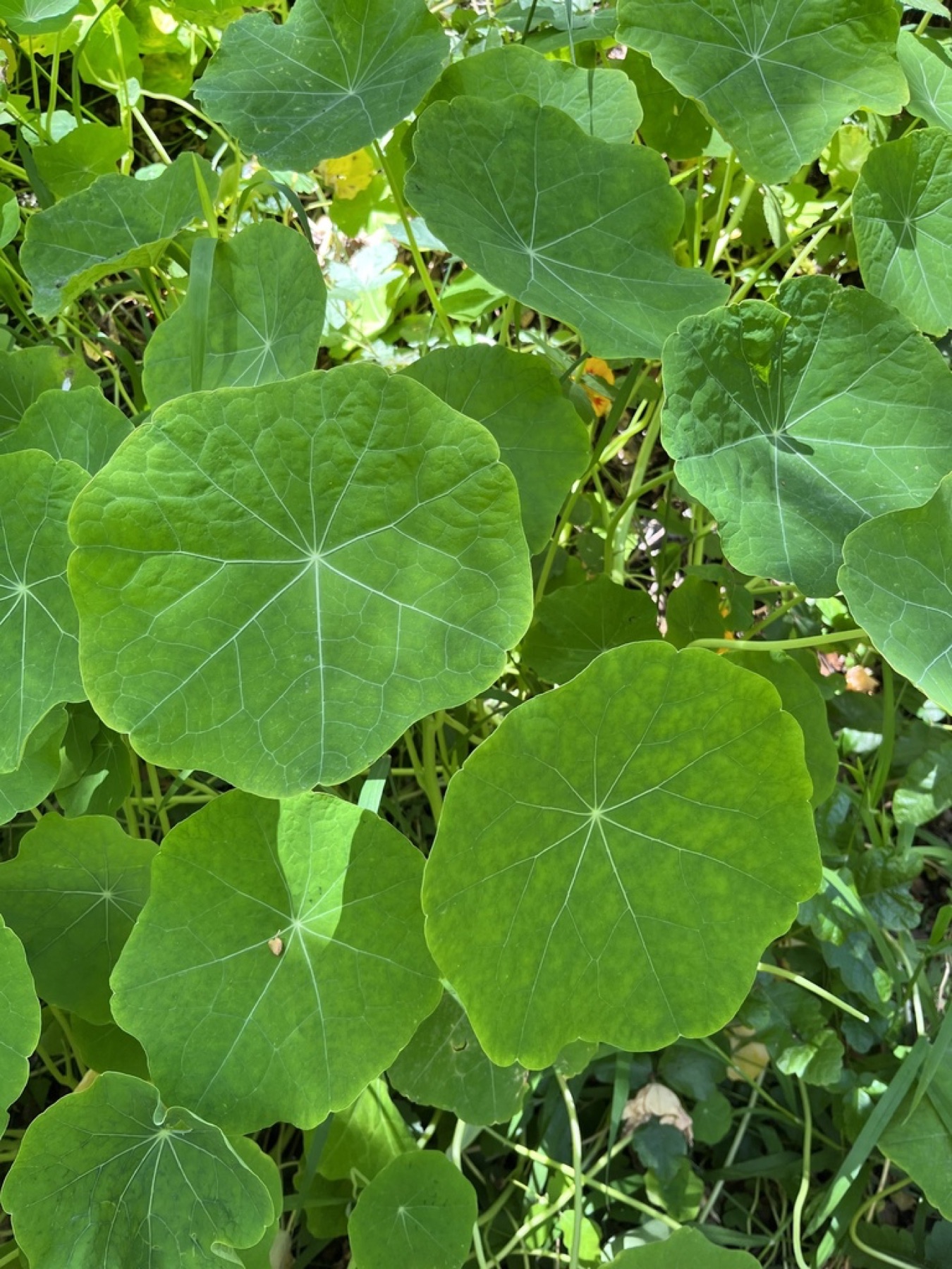 Garden Nasturtium — photo 18