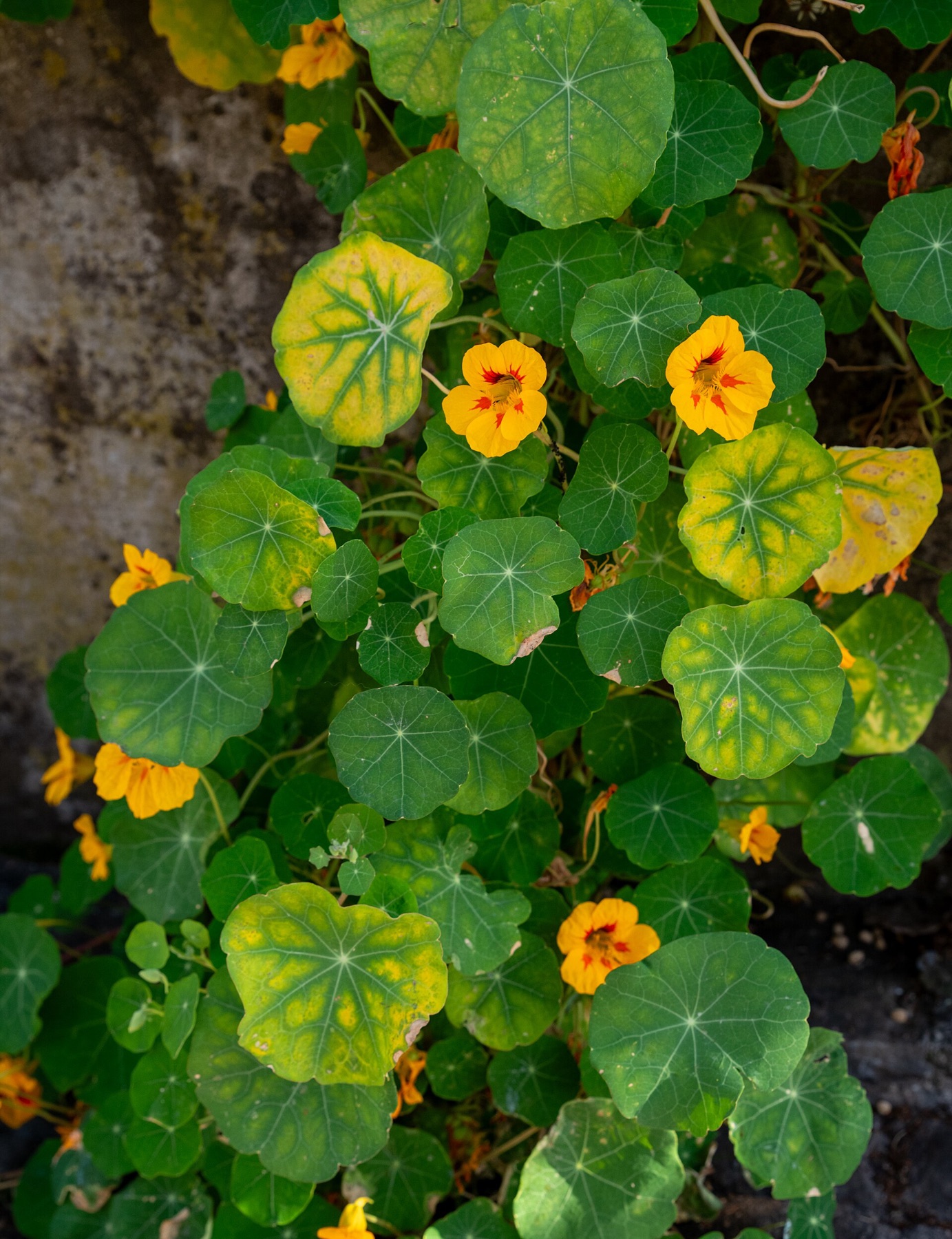 Garden Nasturtium — photo 20