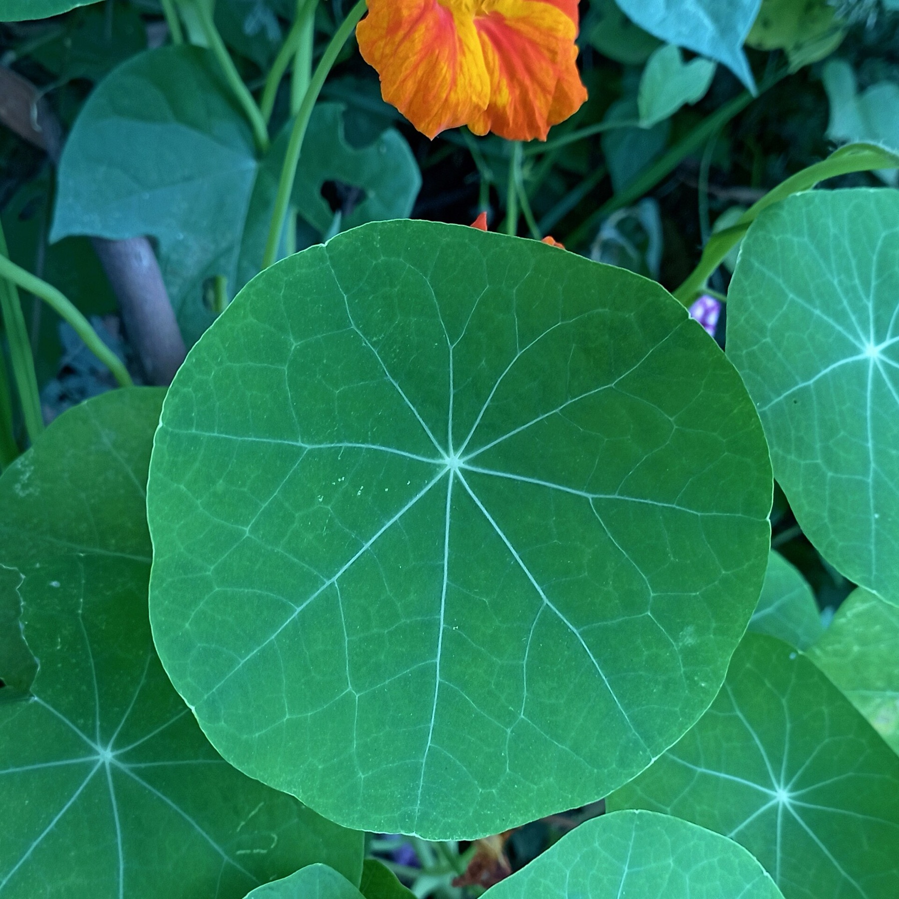 Garden Nasturtium — photo 21