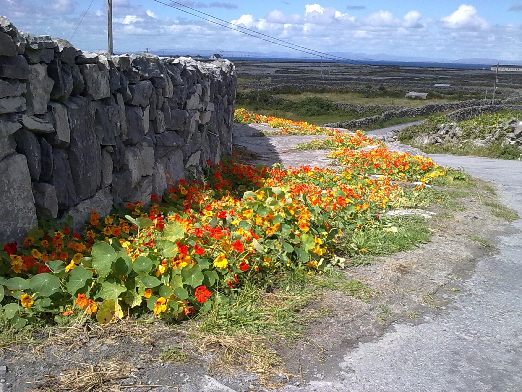 Garden Nasturtium — photo 22