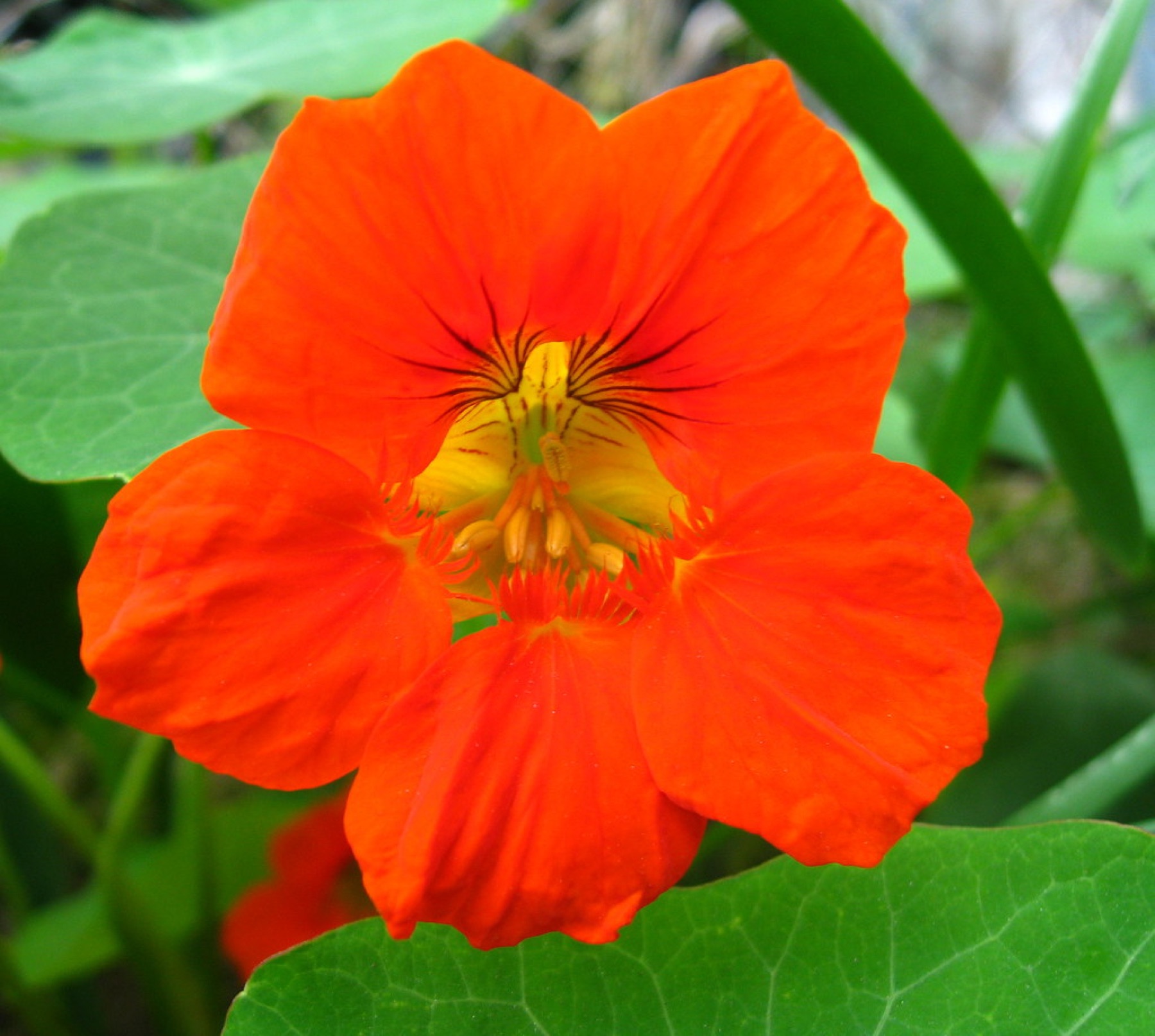 Garden Nasturtium — photo 23