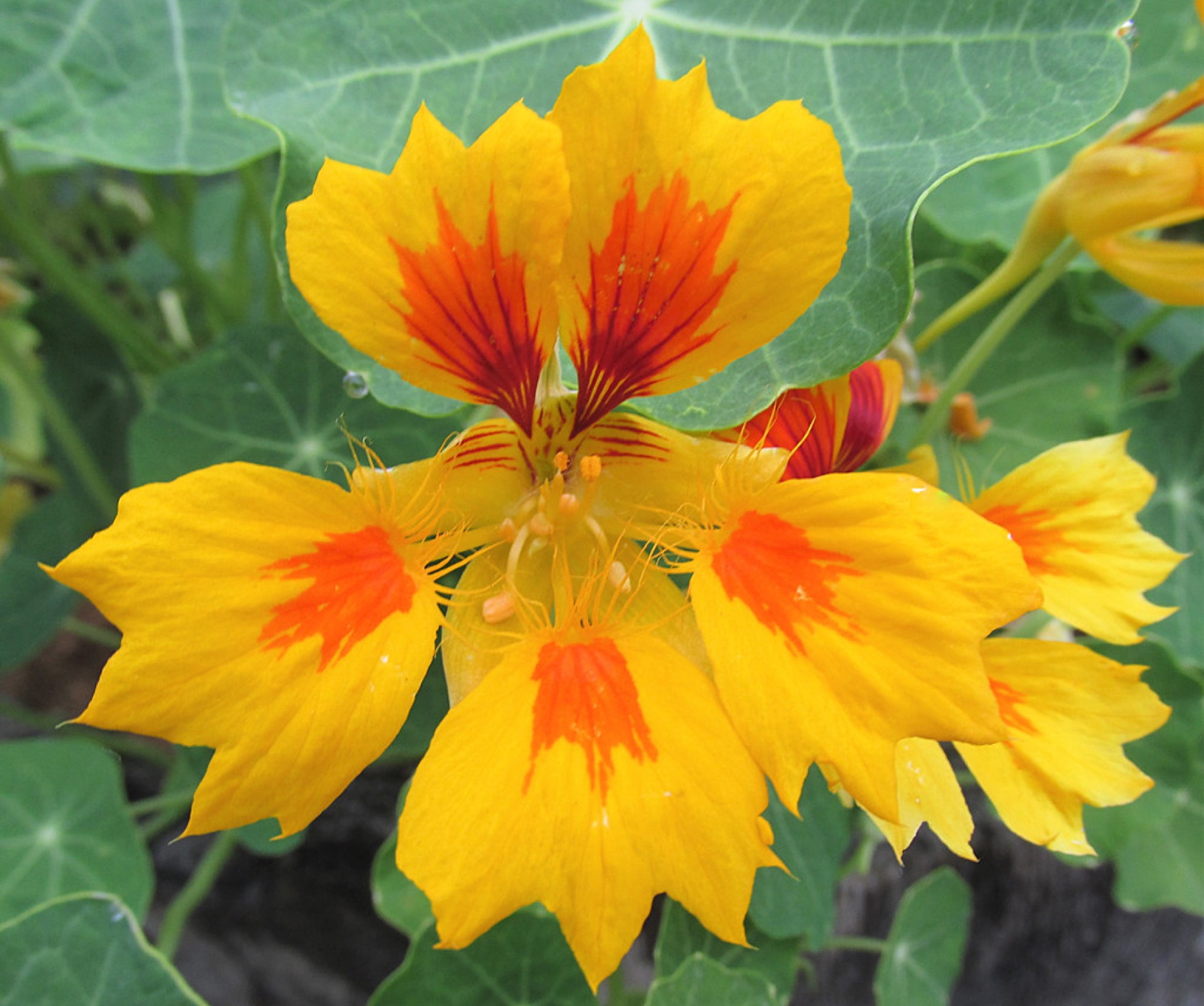 Garden Nasturtium — photo 24