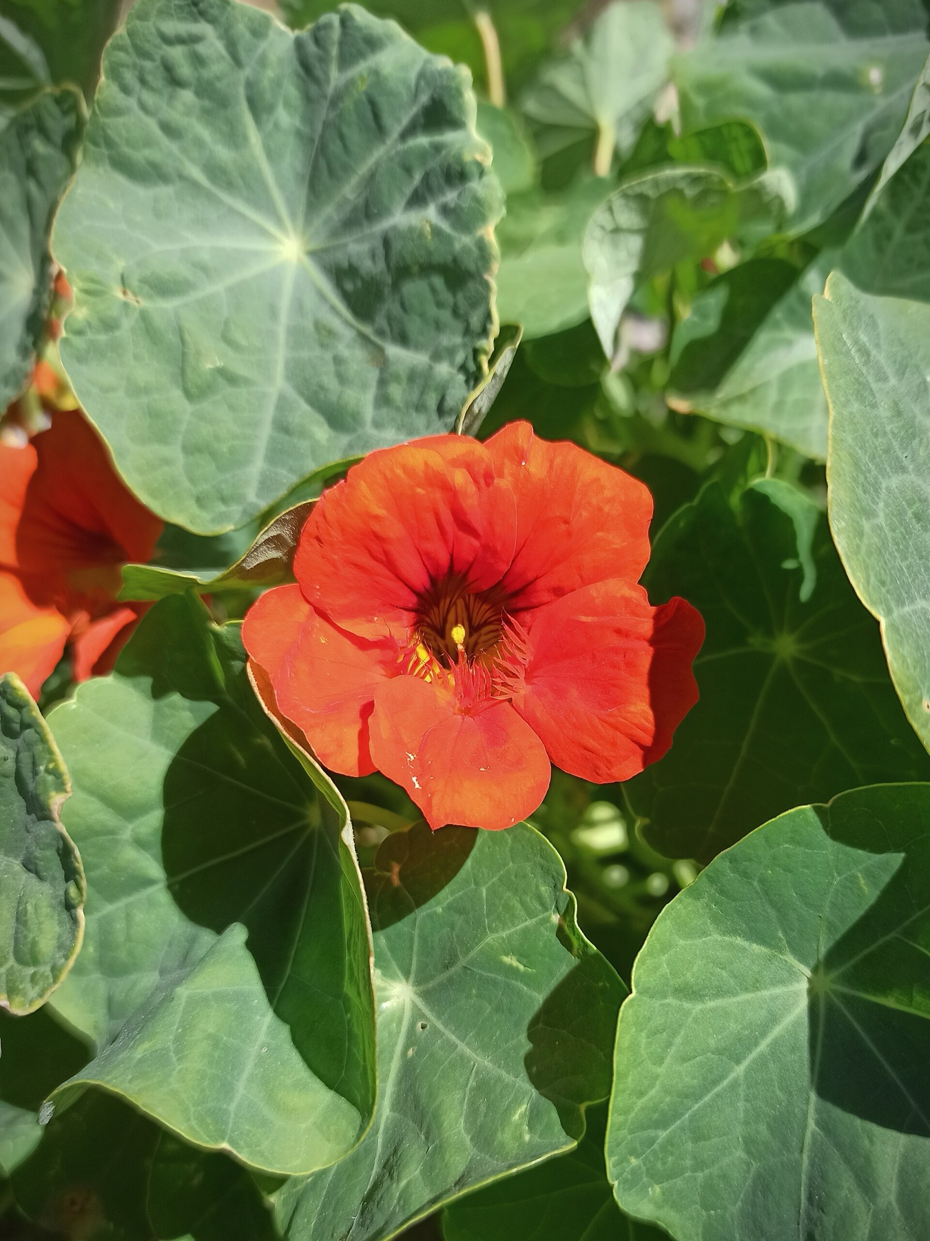 Garden Nasturtium