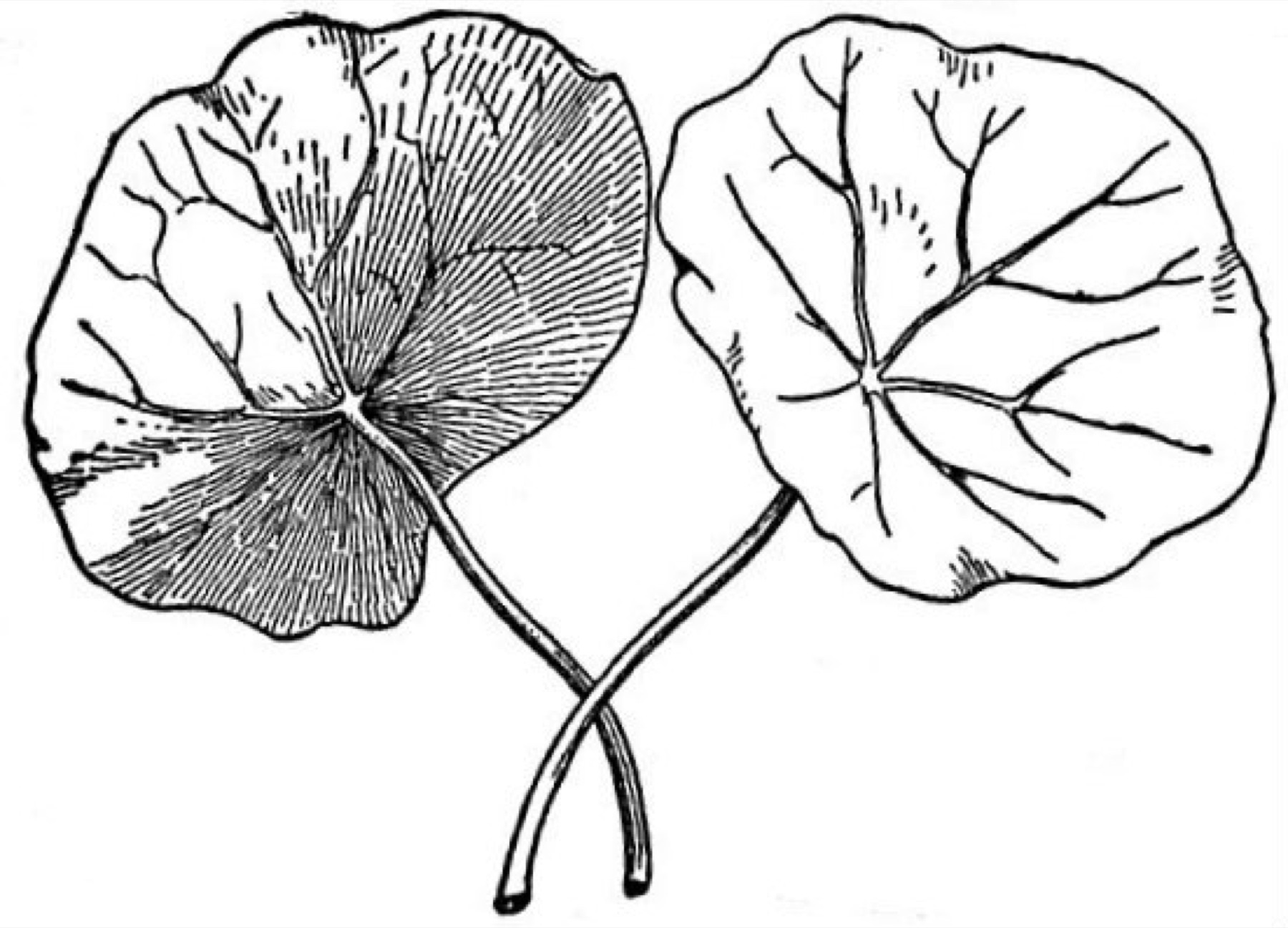 Garden Nasturtium — photo 2