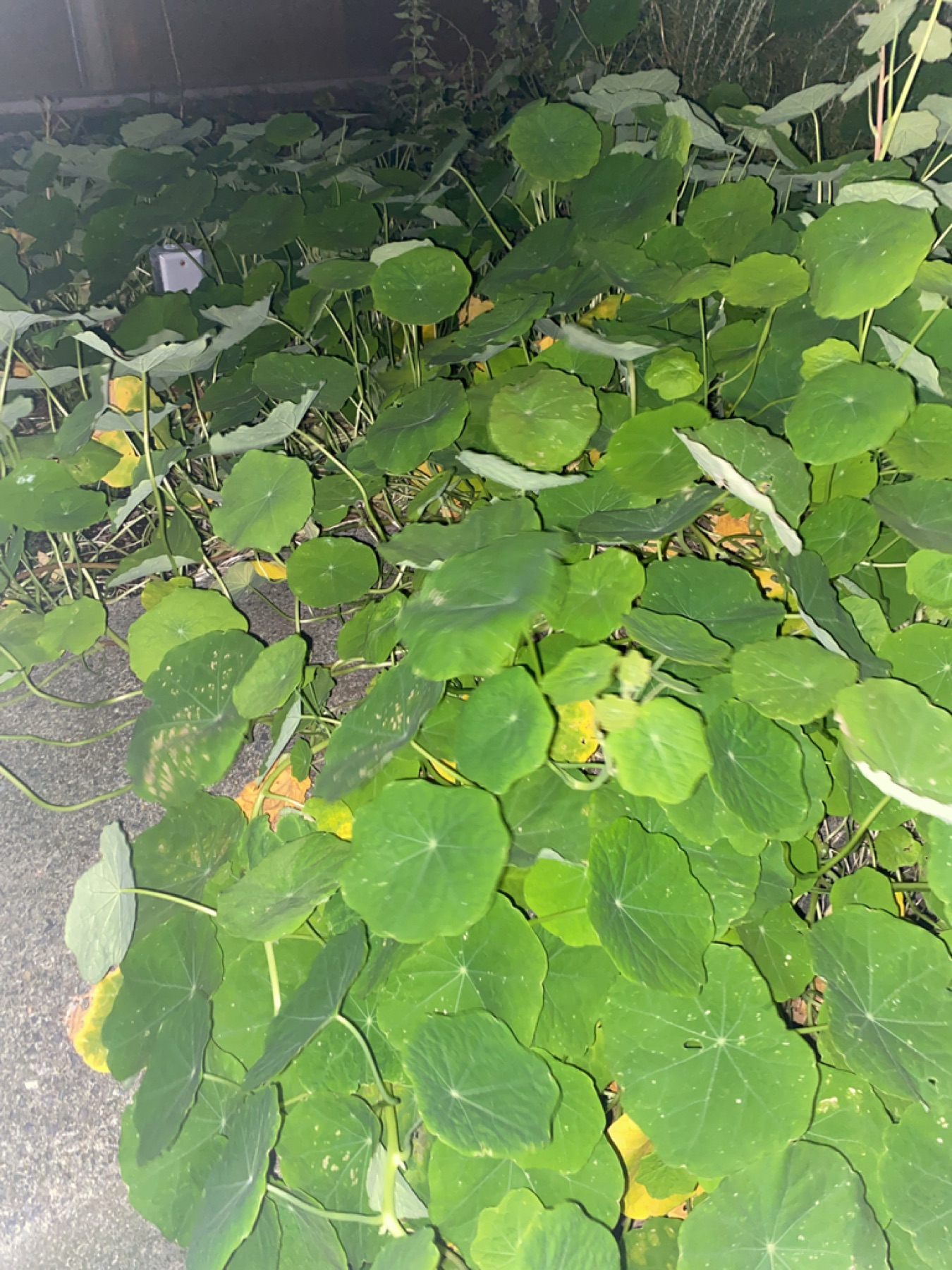 Garden Nasturtium — photo 3