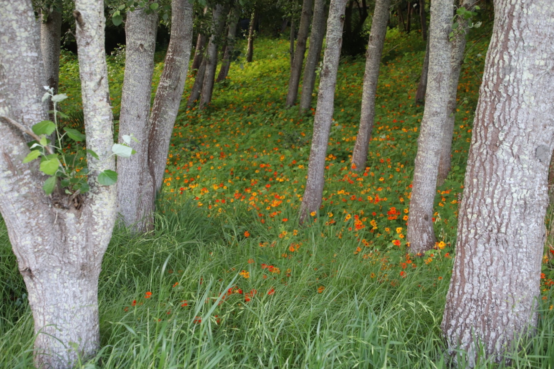 Garden Nasturtium — photo 4