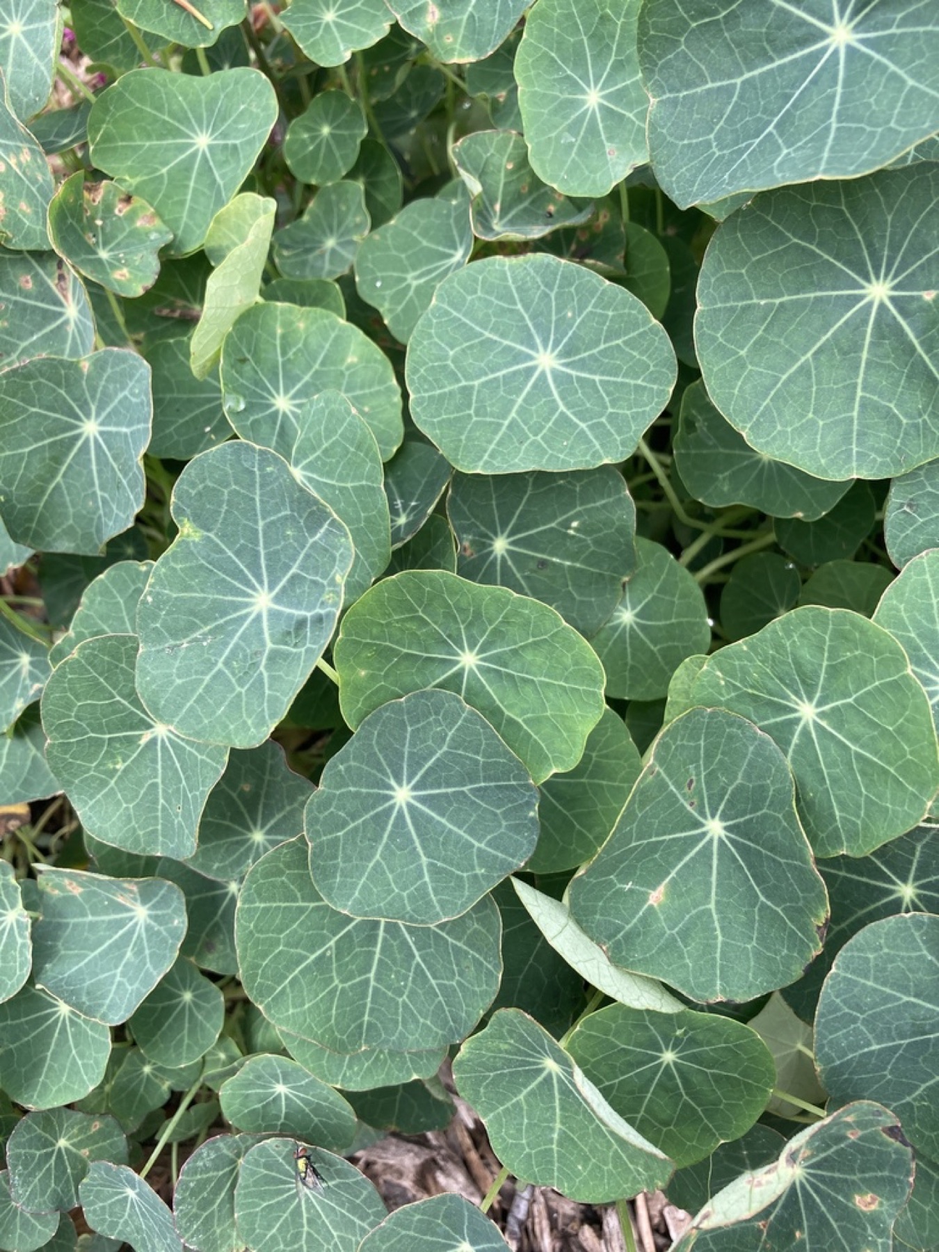 Garden Nasturtium — photo 5