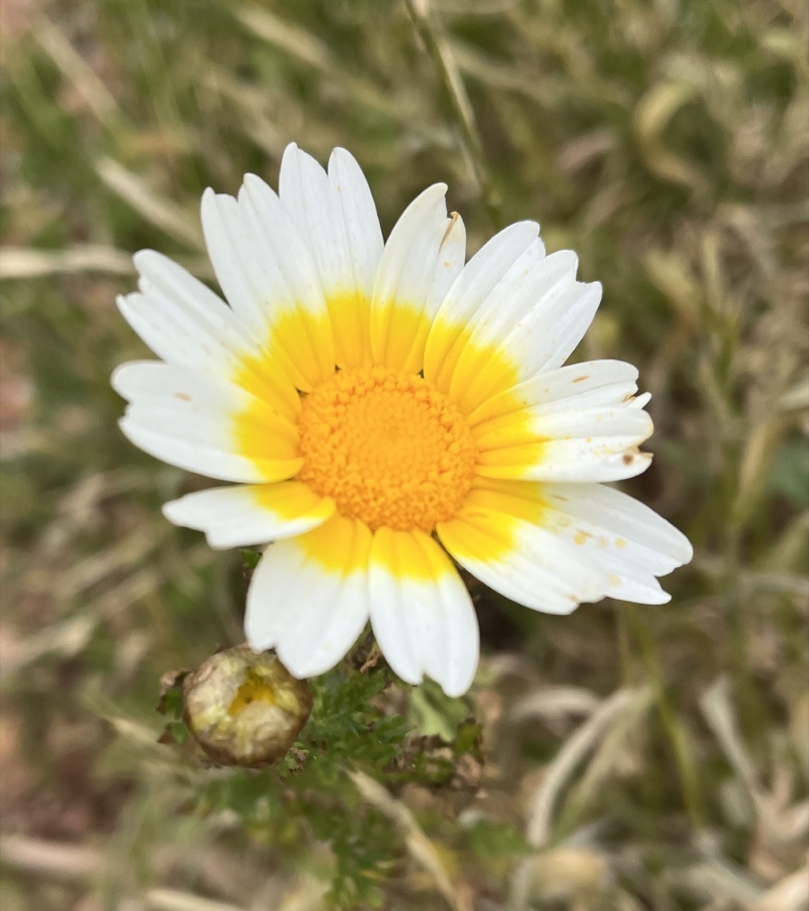 Garland Daisy — photo 12