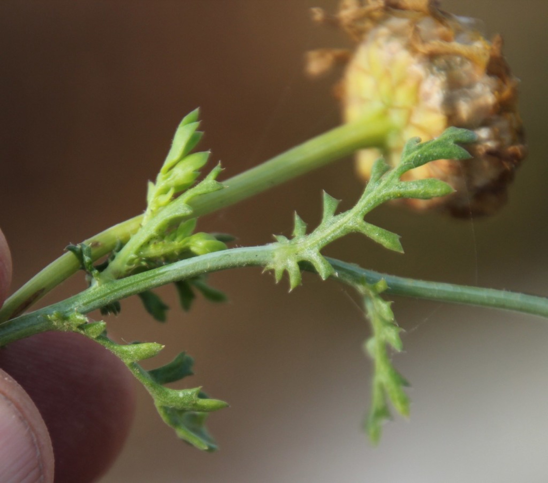 Garland Daisy — photo 13