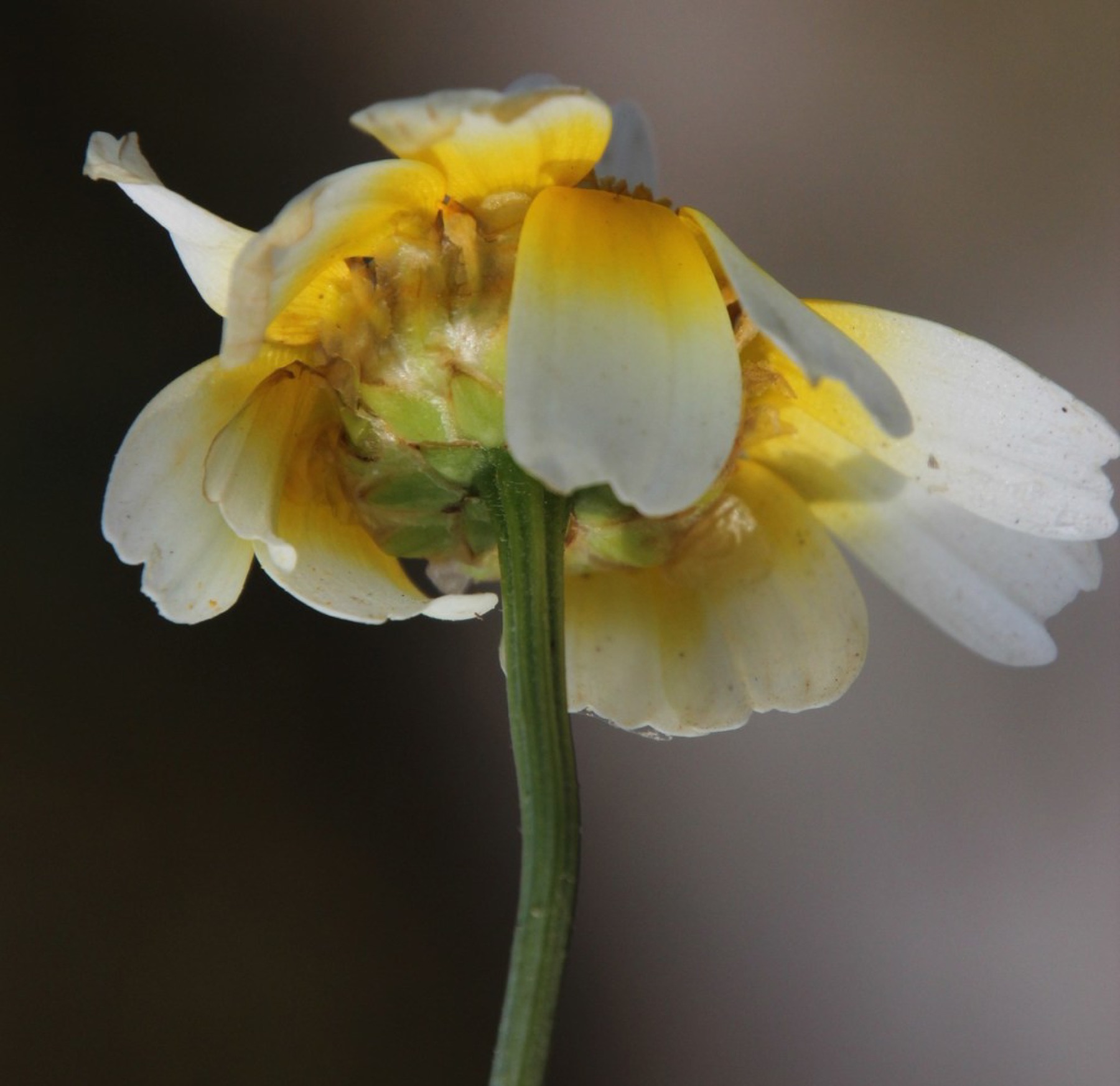 Garland Daisy — photo 14