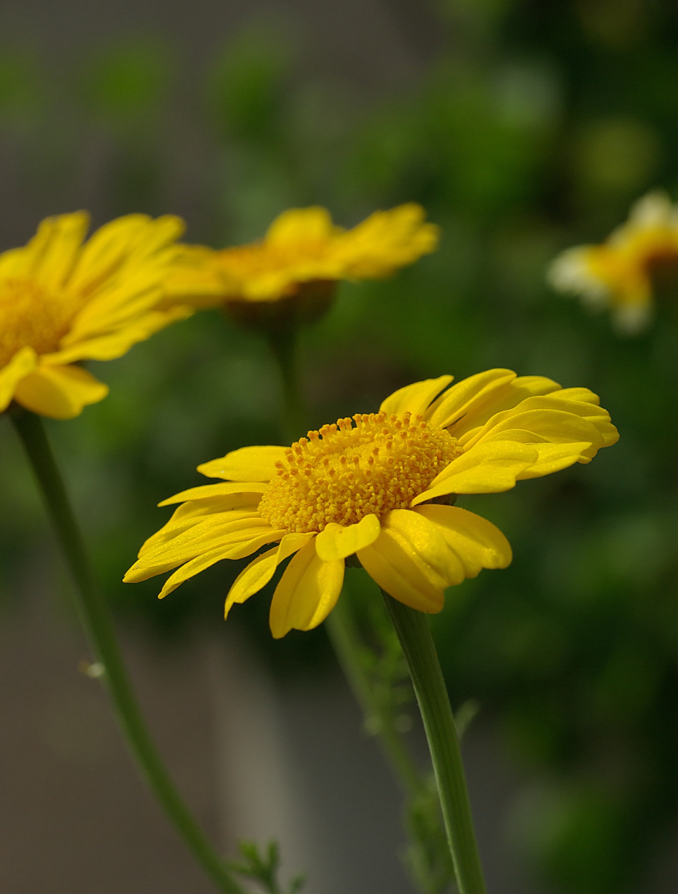 Garland Daisy — photo 15