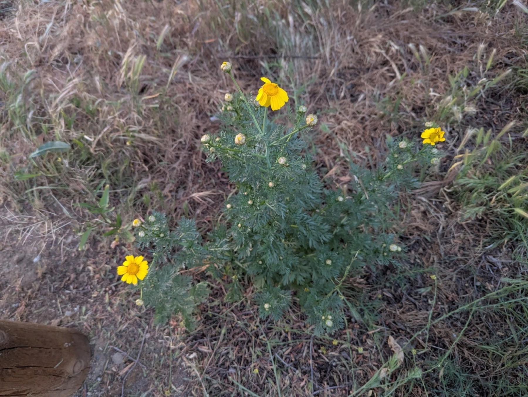 Garland Daisy — photo 16