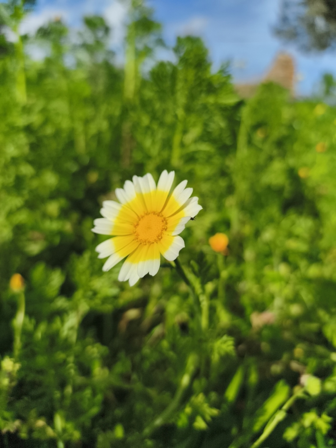 Garland Daisy — photo 17