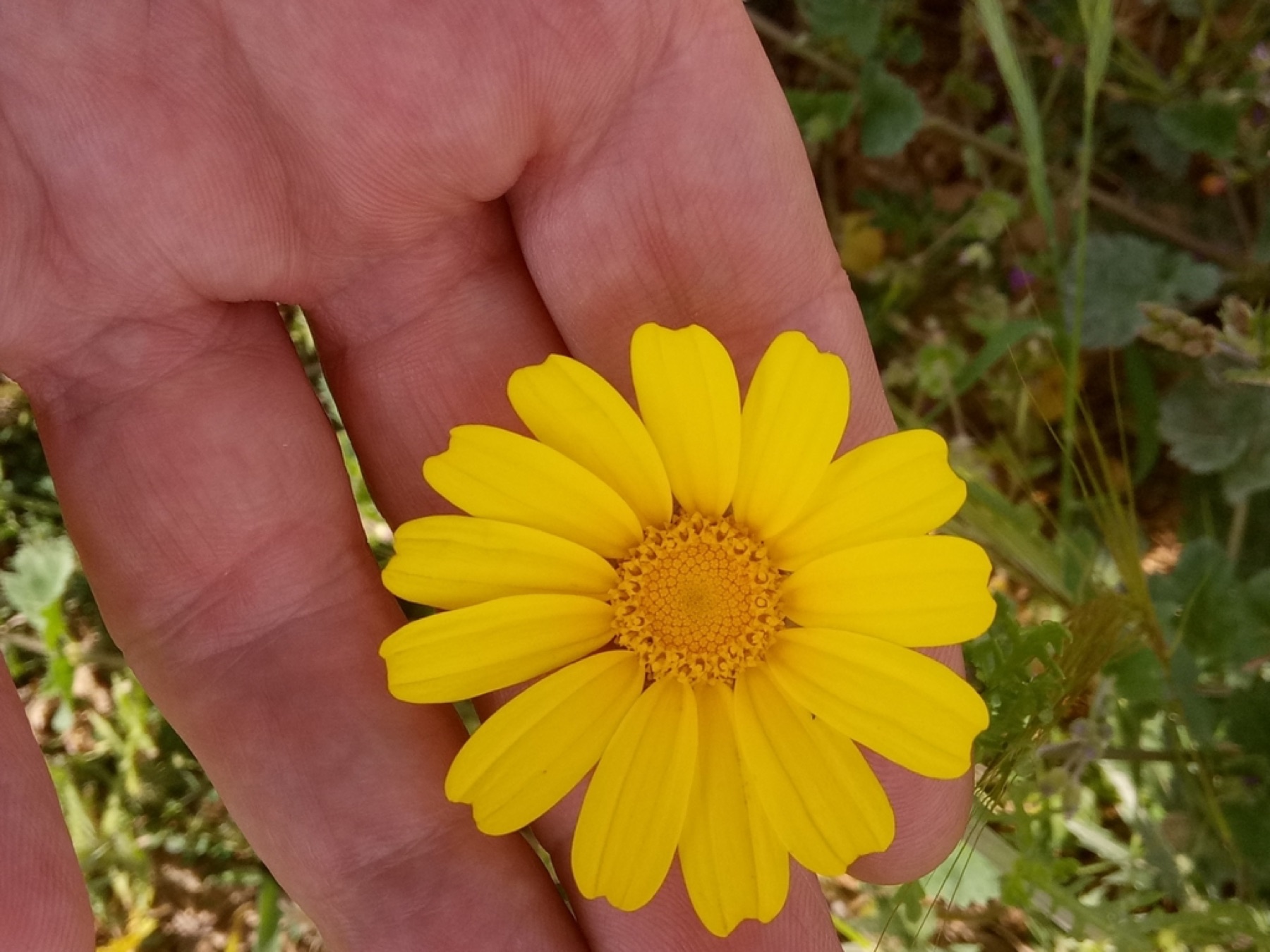 Garland Daisy — photo 18